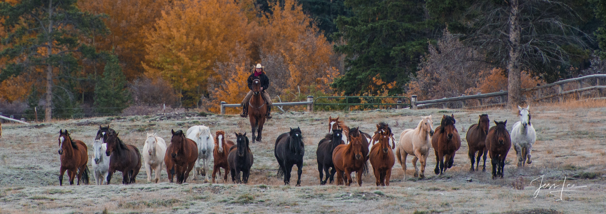 Cowgirl rounding up horses for autumn work. Fine Art, Limited Edition, Cowboy, and Western exclusive high-resolution Museum Quality...