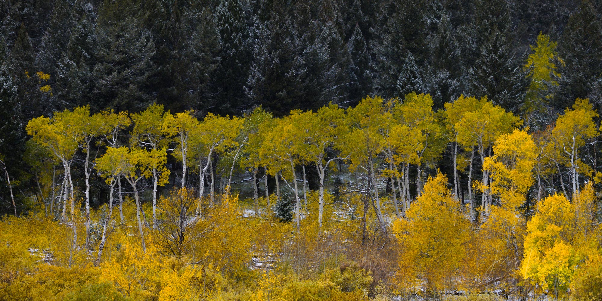 Layers of Fall colored Aspens.