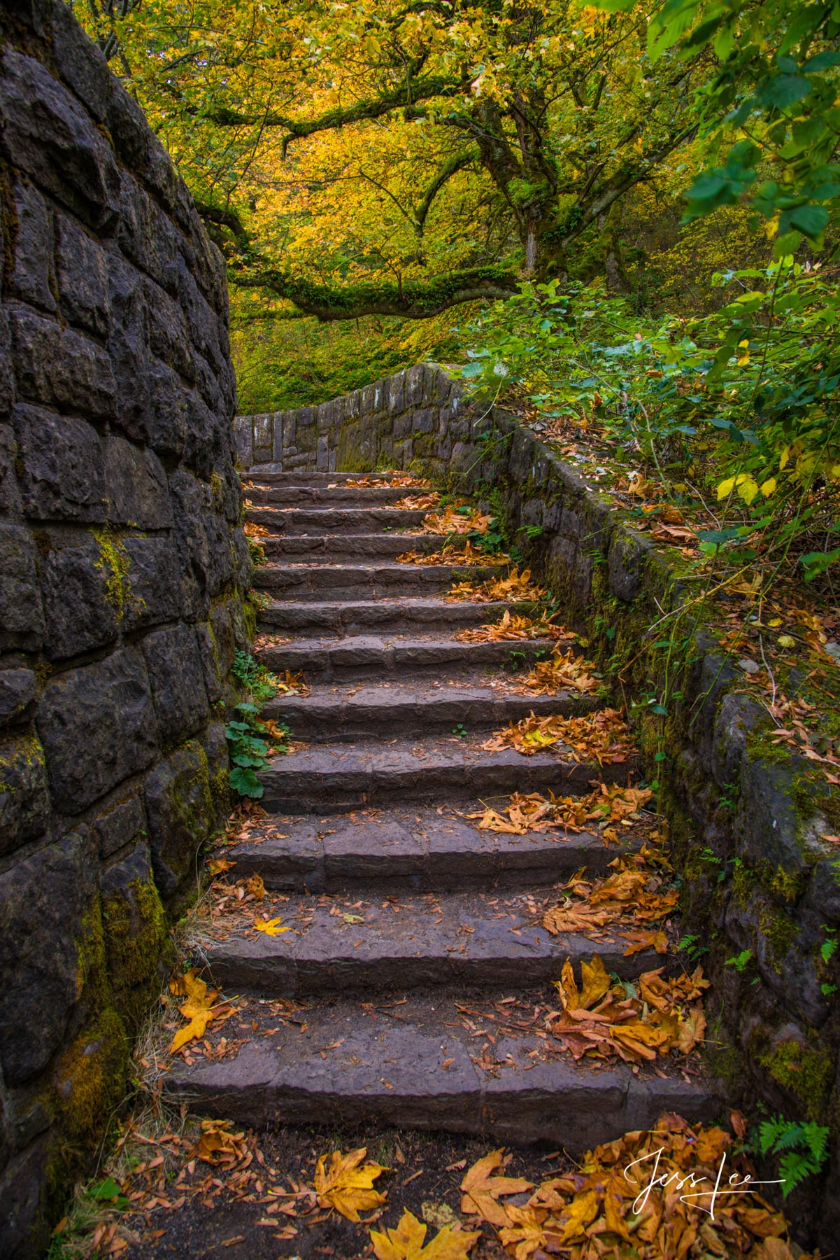 Autumn Path Limited Edition of 50 Exclusive high-resolution Museum Quality Fine Art Prints of Vertical Stairway Landscapes. Photos copyright...