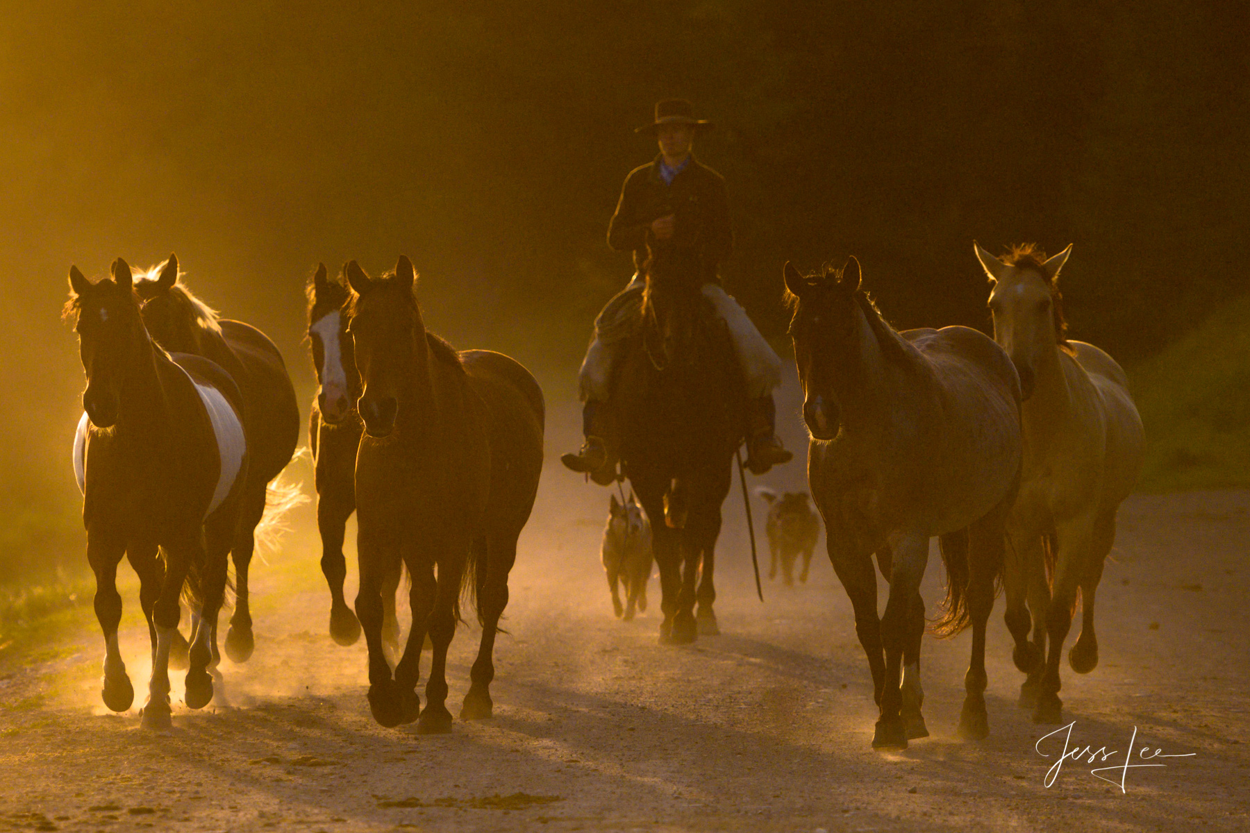 Morning gather Cowboy Bring horses in for the days work. Limited Edition of 250 fine art prints. © Jess Lee