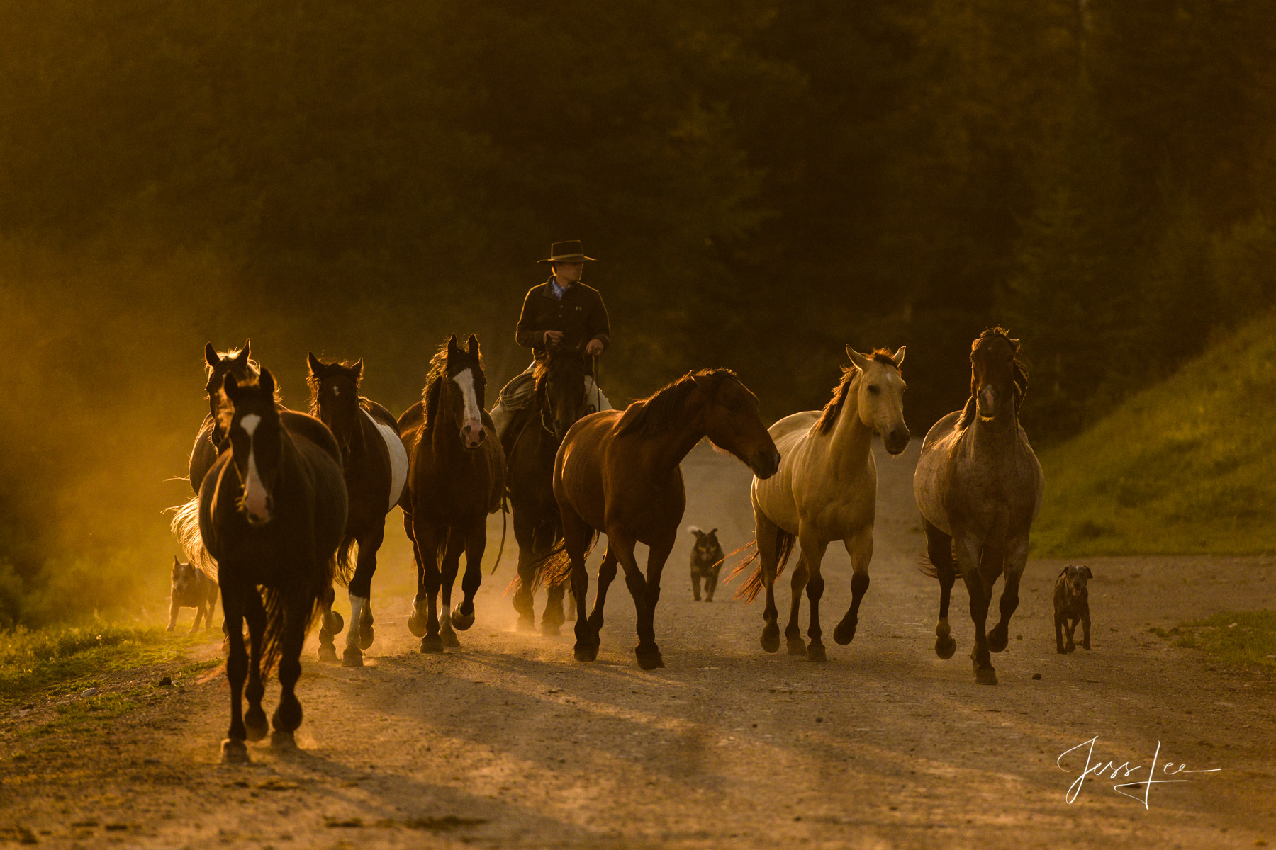 Fine Art Photograph of Wyoming Cowboy bring his Cavy or herd and stock dogs into camp for the morning roundup. This is part of...