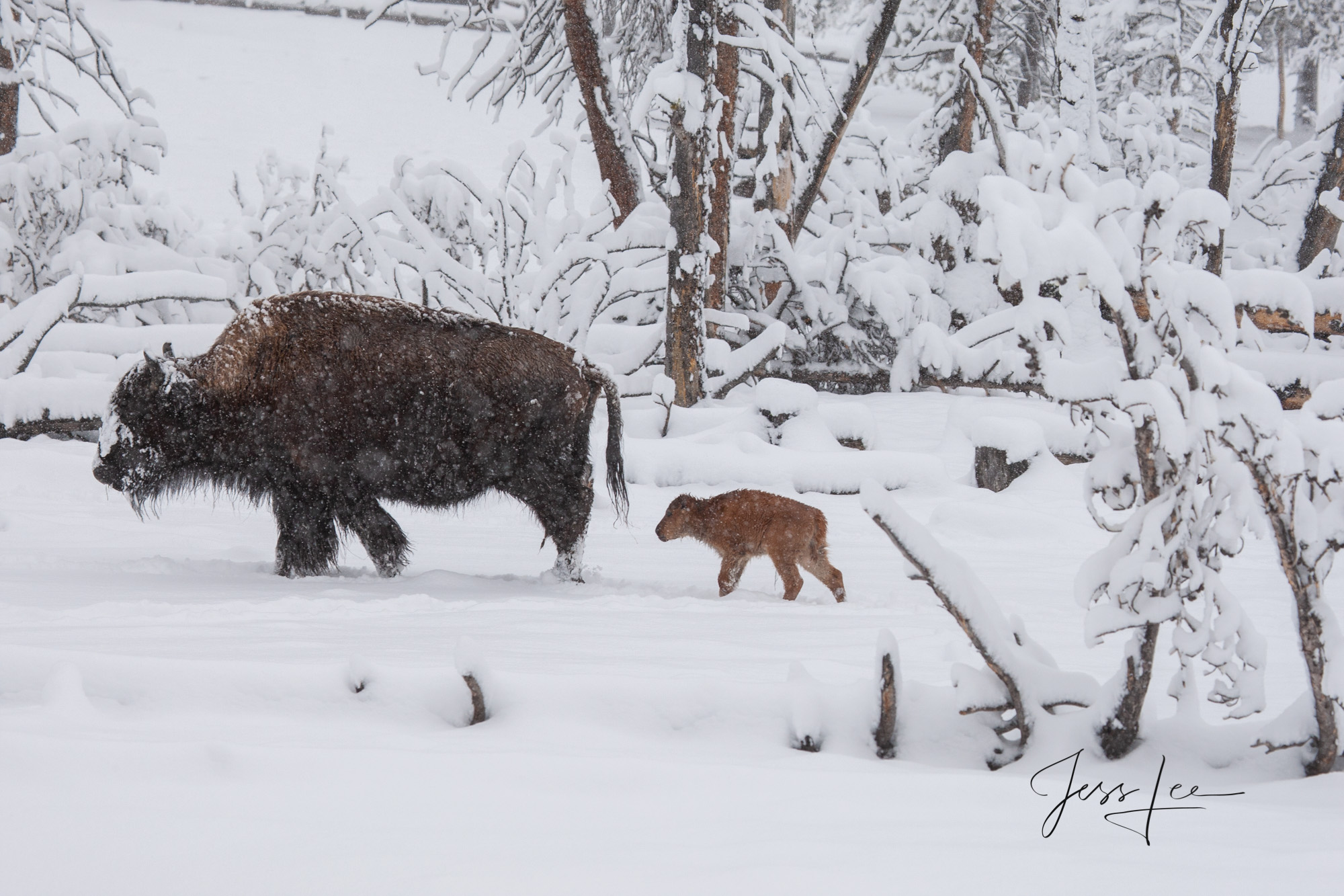Yellowstone Bison or American Buffalo.. A Limited Edition of 800 Prints. These Spring Calif Bison fine art wildlife photographs...