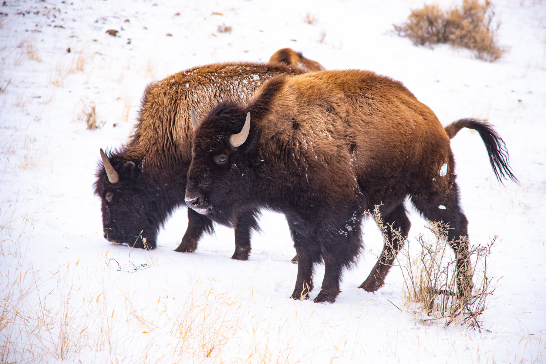 Photographing Yellowstone Bison with jessleephotos.com tour Yellowstone Bison Photography, winter, by Jess Lee