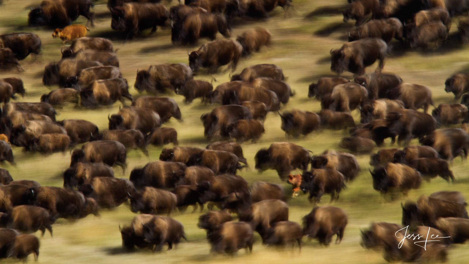 Grand Teton National Park Bison Photo