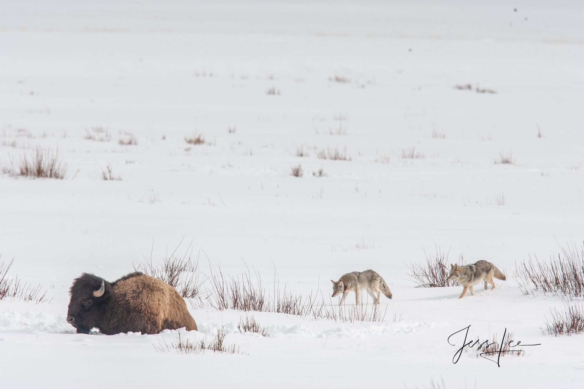 Yellowstone Bison or American Buffalo.. A Limited Edition of 800 Prints. These Coyete %  Bison fine art wildlife photographs...