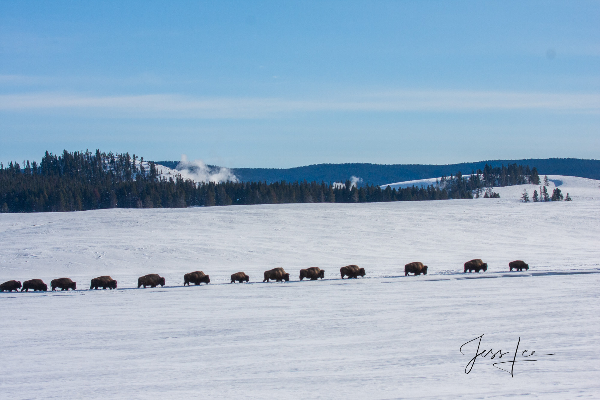 Bison herd migrating to wintering grounds Yellowstone Bison or American Buffalo.. A Limited Edition of 800 Prints. These migrating Bison fine art wildlife photographs...