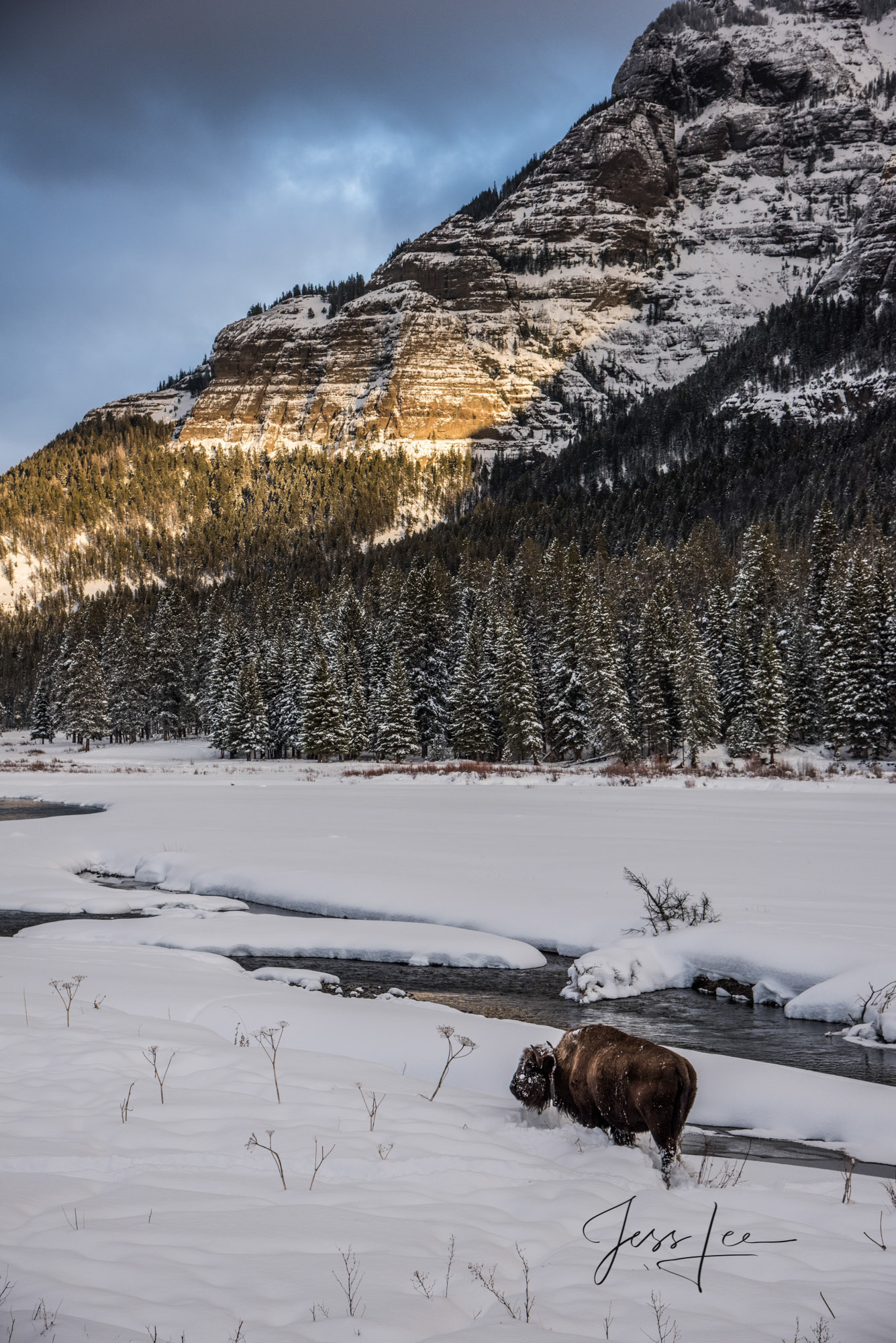 A Limited Edition of 800 Prints.  These Bison in winter fine art wildlife photographs are offered as high-quality prints for...