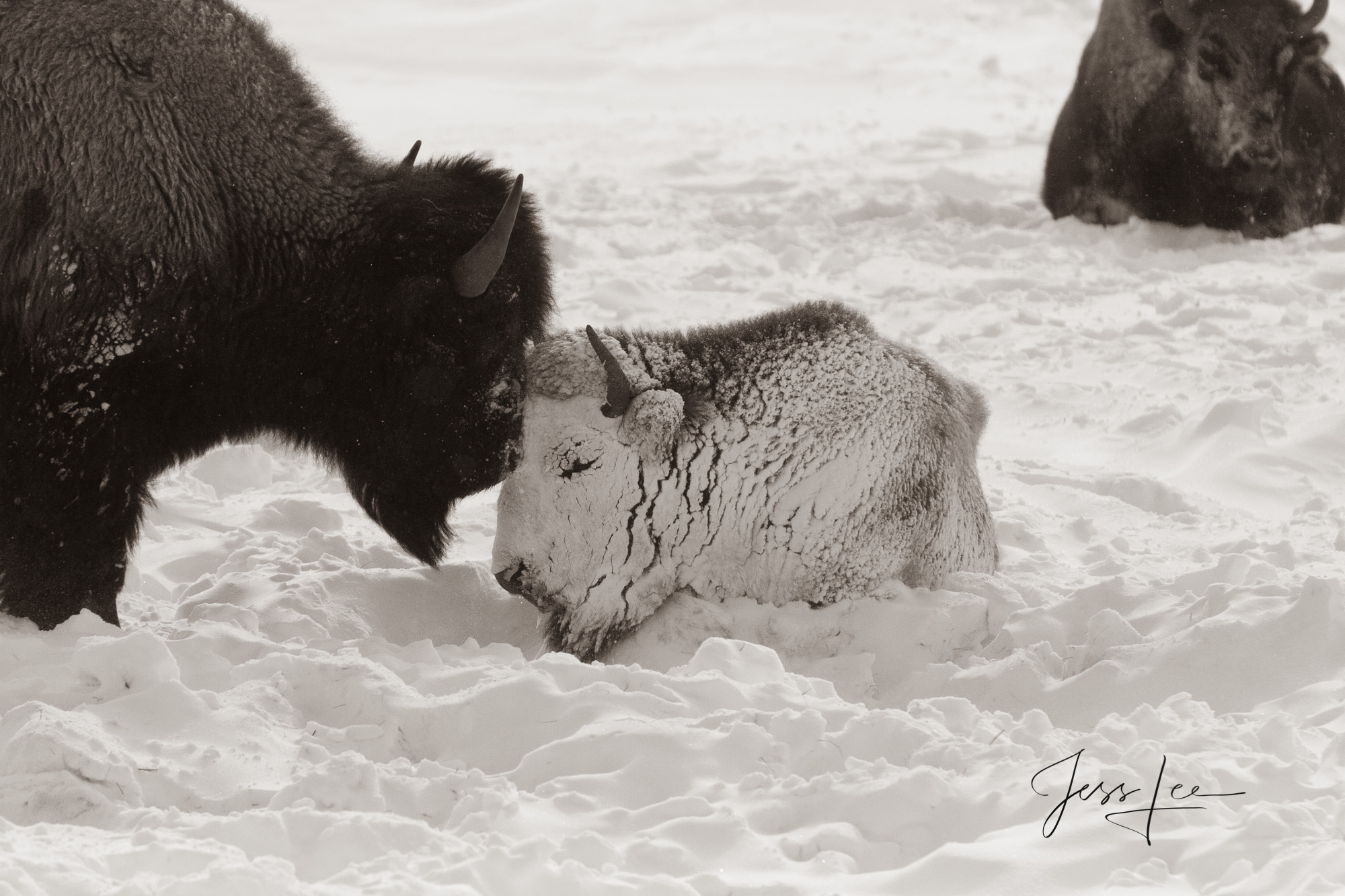 Snow covered Bison Calf in the cold of Yellowstone winter. Yellowstone Bison or American Buffalo.. A Limited Edition of 800 Prints...