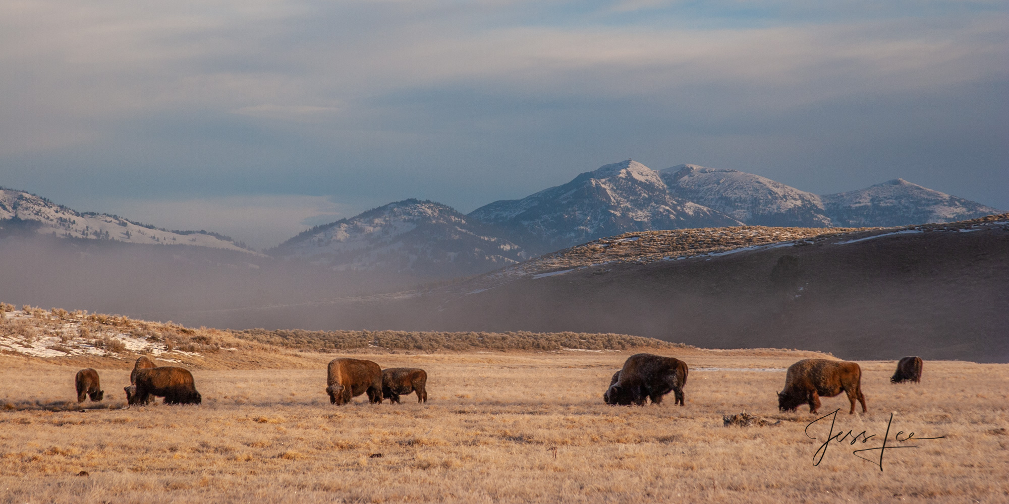 Lamar Valley Bison in Autumn Yellowstone Wyoming Jess Lee Photos