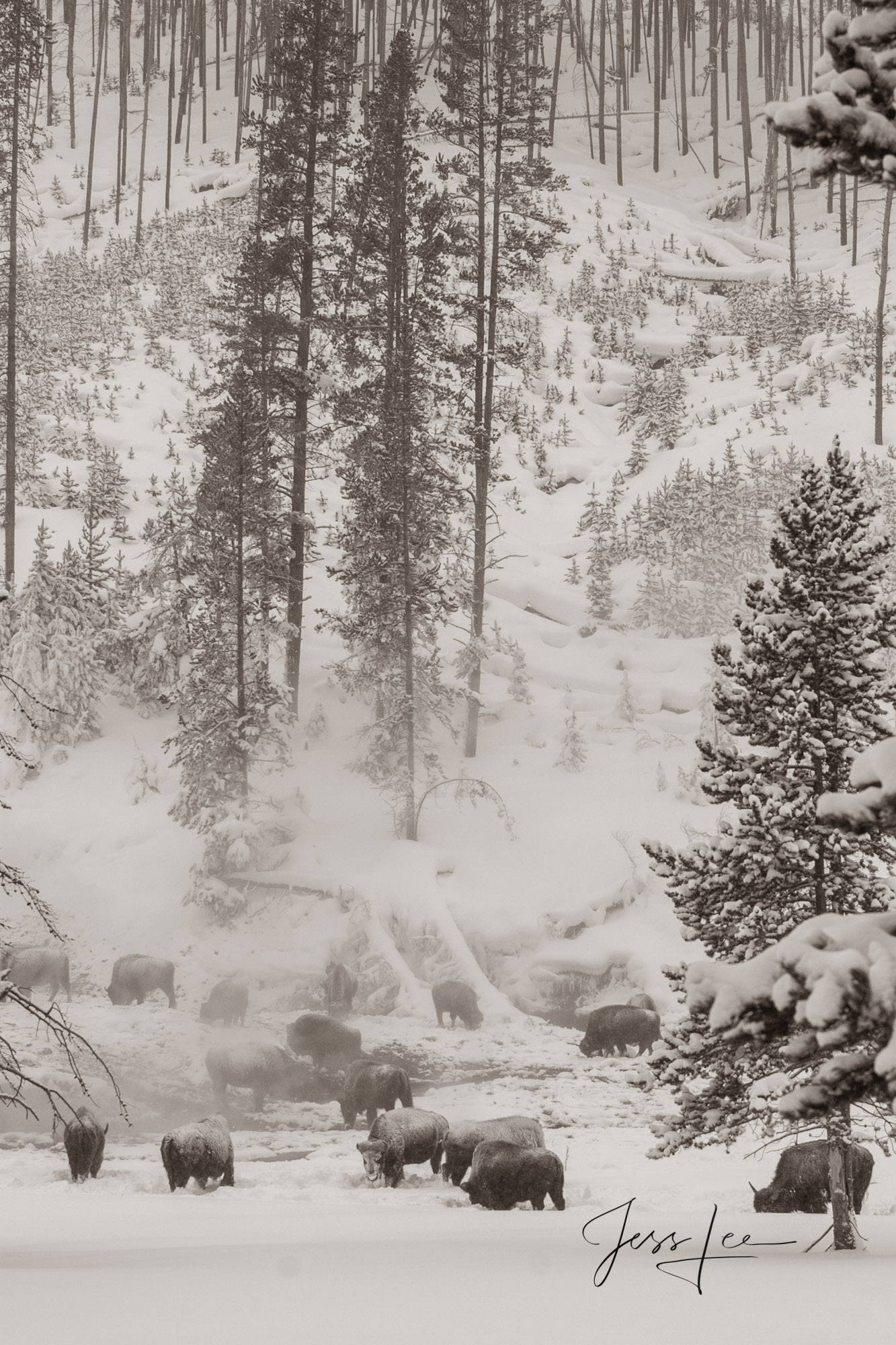 Bison Herd at Hot Springs | Sepia Yellowstone Bison or American Buffalo.. A Limited Edition of 800 Prints. These Sepia Hot Spring Bison fine art wildlife photographs...