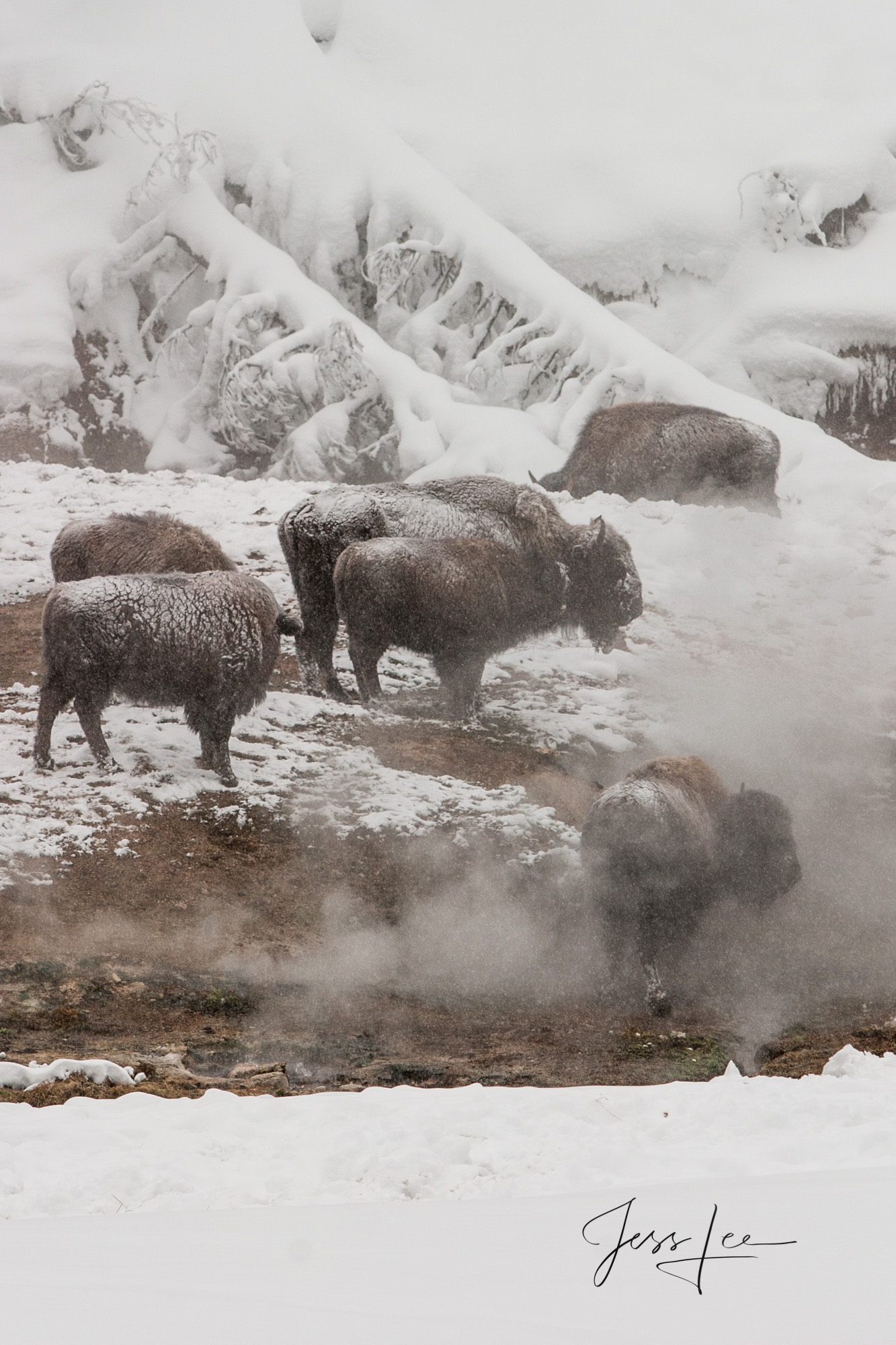 Winter Buffalo x Yellowstone Decor Framed Art Print by Vintage Patina