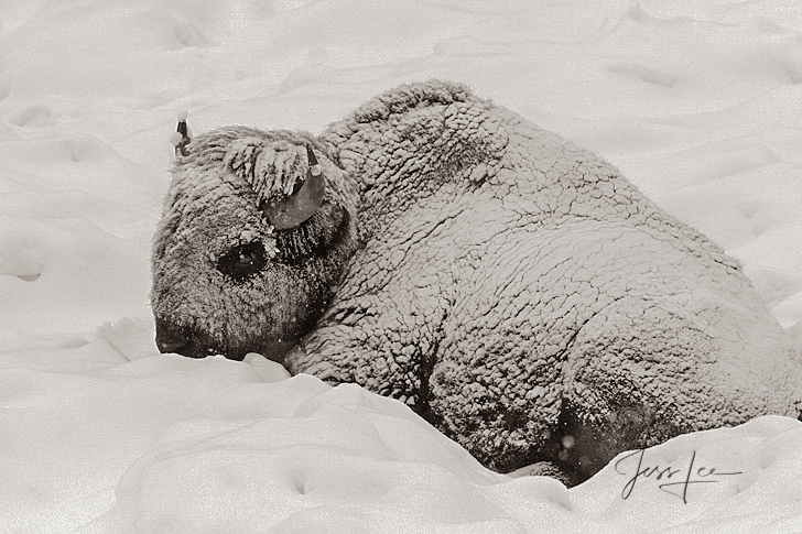 Yellowstone Bison or American Buffalo.. A Limited Edition of 800 Prints. These Bison Calf in Winter fine art wildlife photographs...