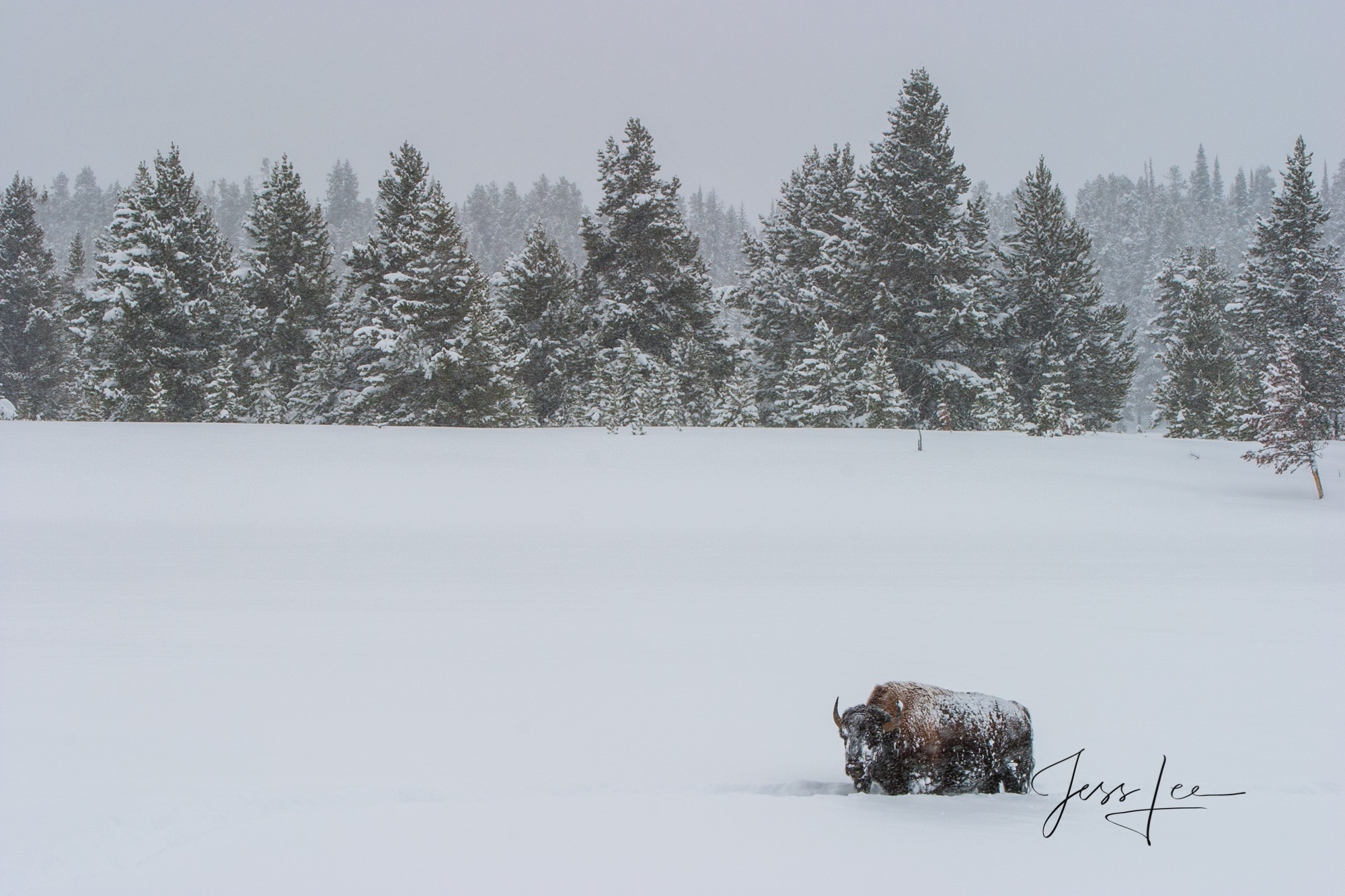 Yellowstone Bison or American Buffalo.. A Limited Edition of 800 Prints. These Lone Bison fine art wildlife photographs are offered...