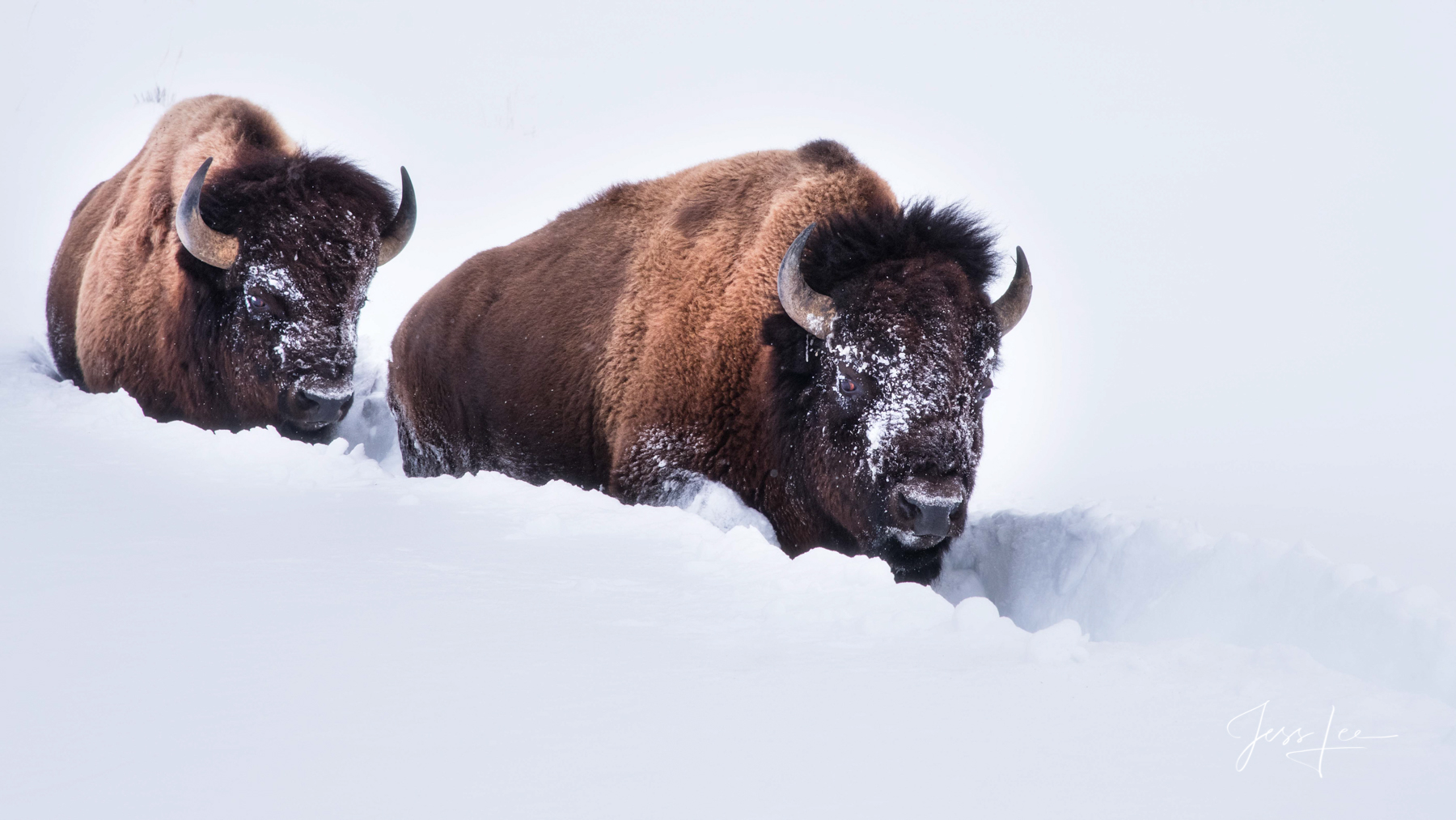 Yellowstone Bison or American Buffalo.. A Limited Edition of 800 Prints.  These Bison walking in deep snow fine art wildlife...