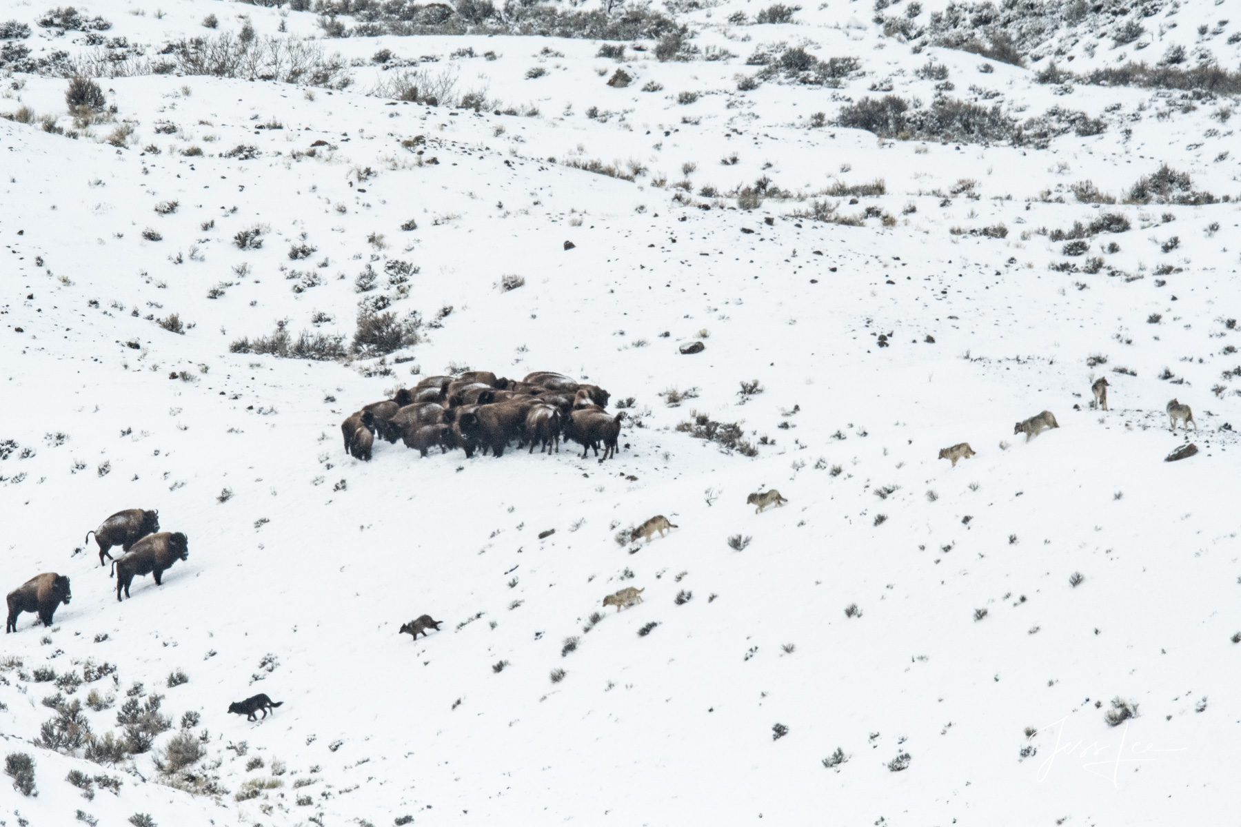 Yellowstone Photography, Bison and wolves  by Jess Lee