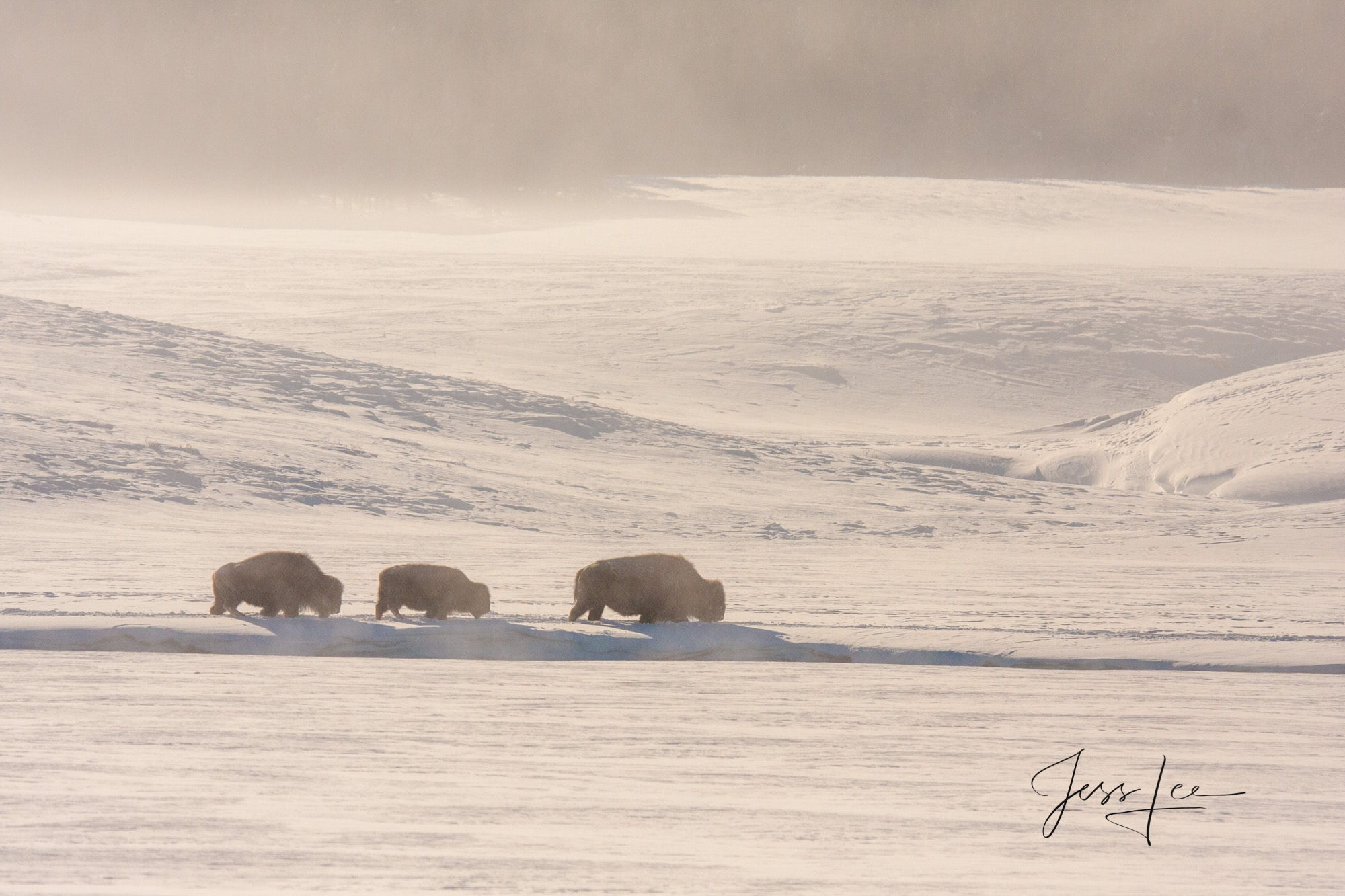 Bison winter trio in sepia Yellowstone Bison or American Buffalo.. A Limited Edition of 800 Prints. These Sepia Bison fine art wildlife photographs are...