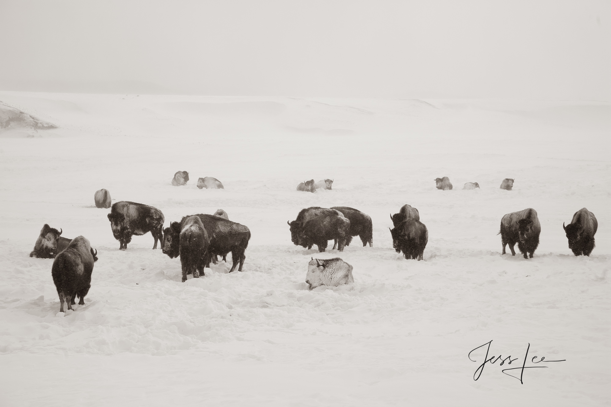 Black and White Yellowstone Bison in Winter Photograph. A Limited Edition of 800 Prints. These Hayden Herd Bison fine art wildlife...