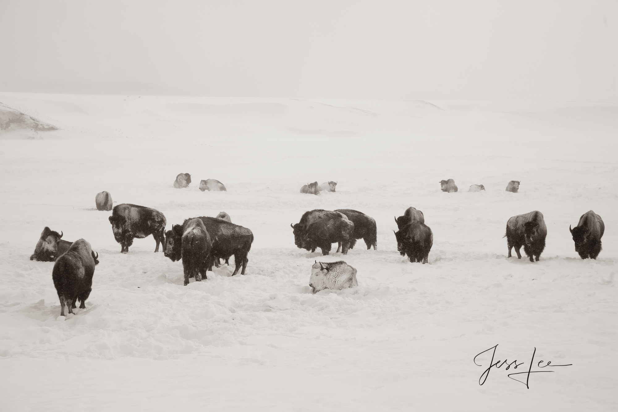 Hayden Valley Winter Buffalo Black and White Yellowstone Bison in Winter Photograph. A Limited Edition of 800 Prints. These Hayden Herd Bison fine art wildlife...