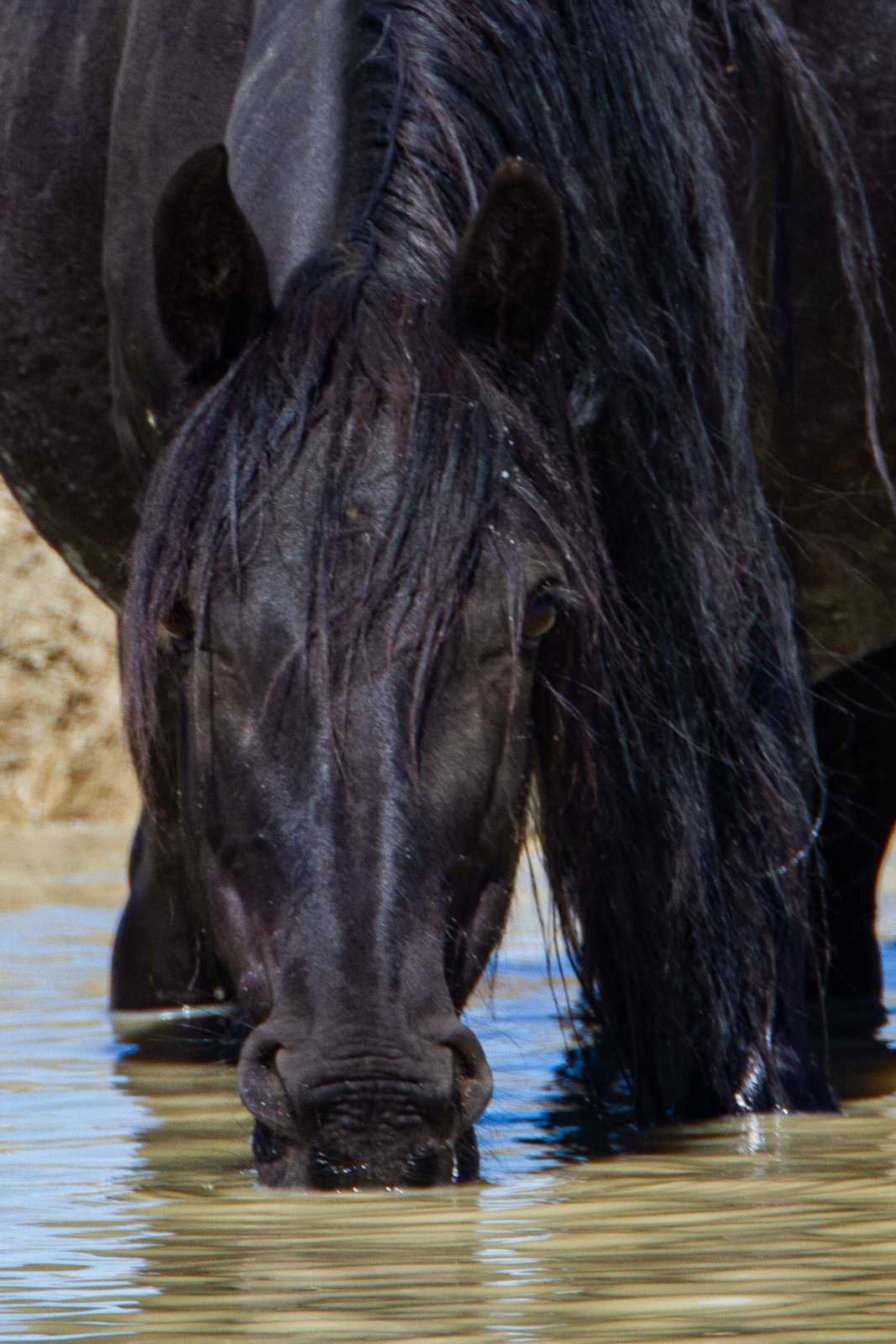 Drinking Stallion Black Stallion Wild Horses in Winter. Fine Art Limited Edition Prints by Jess Lee. Bring home the beauty Order yours Today.