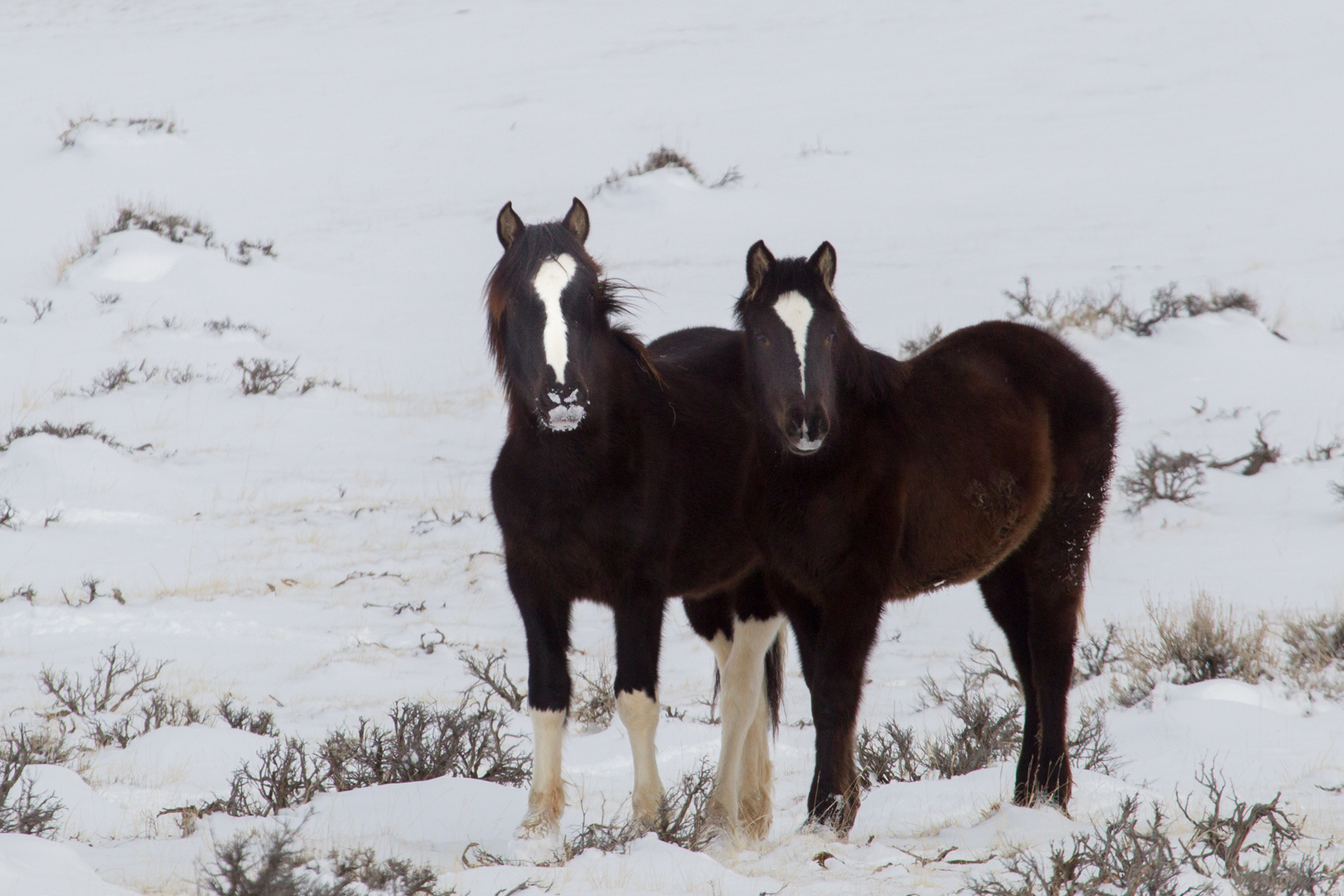 Socks on Black. Wild Horses in Winter. Fine Art Limited Edition Prints by Jess Lee. Bring home the beauty Order yours Today.