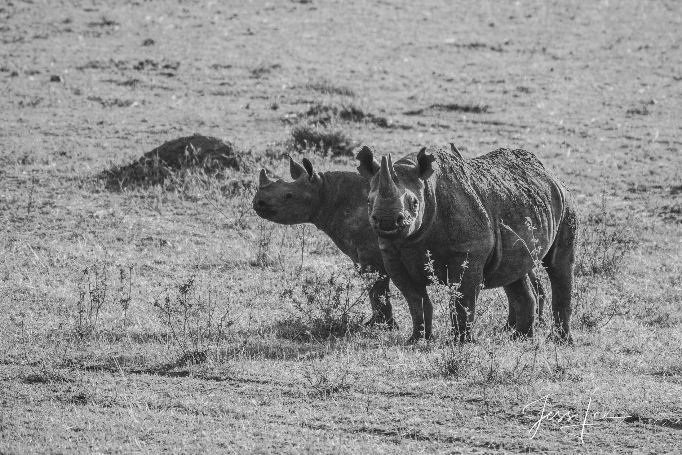 Black and White photo of African Black Rhino and Young.