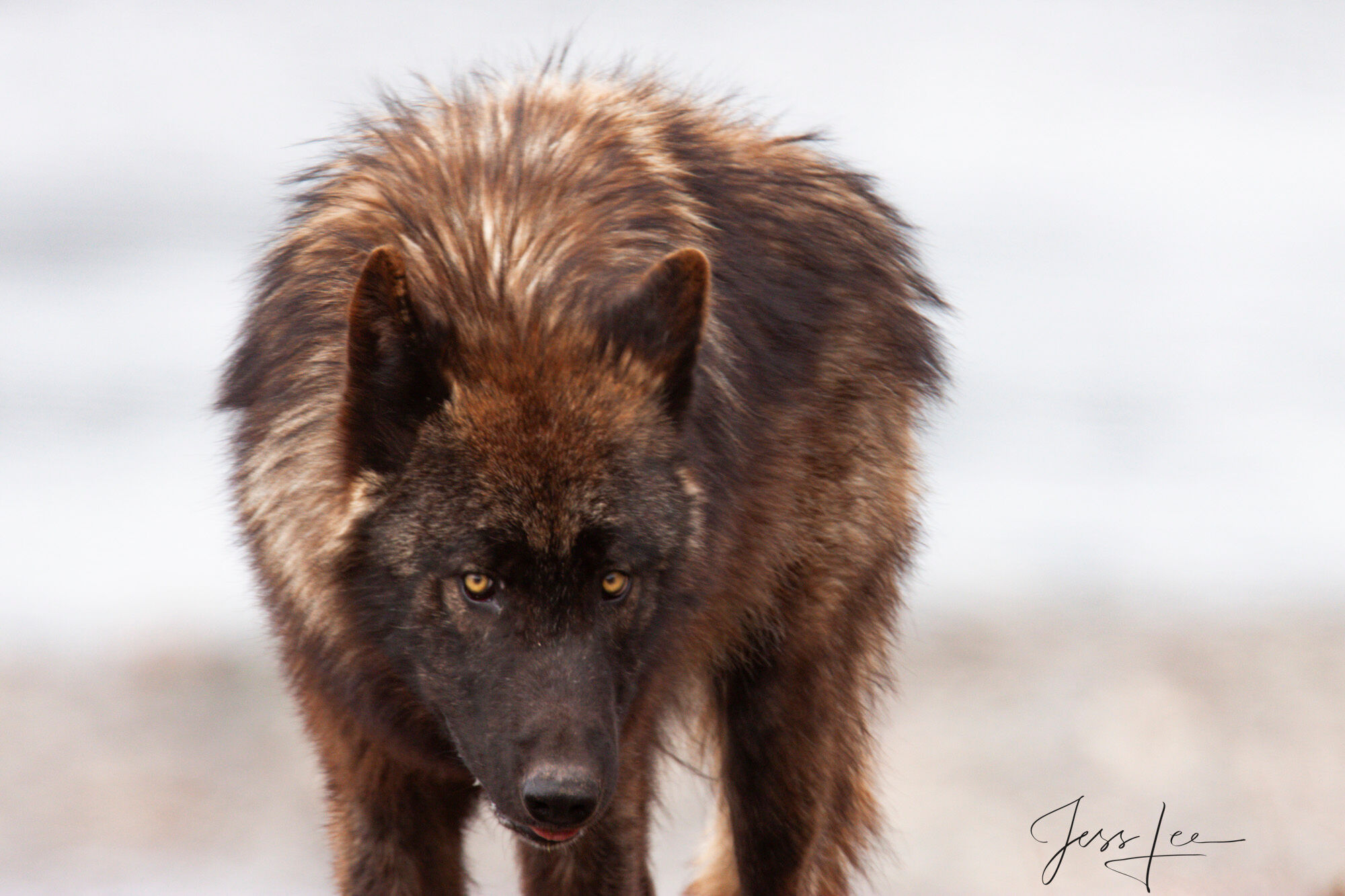 Yellowstone Wolf on guard Fine Art Limited Edition Print of a Yellowstone Wolf in Snow. Yellowstone Wolf on guard