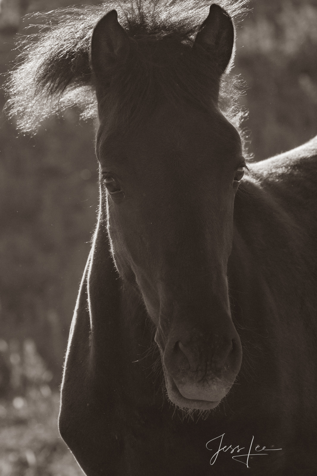 Fine Art Limited Edition Photography of Wild  Mustang Foal. Wild Horses or Mustang burr headed colt. This is part of the luxurious...