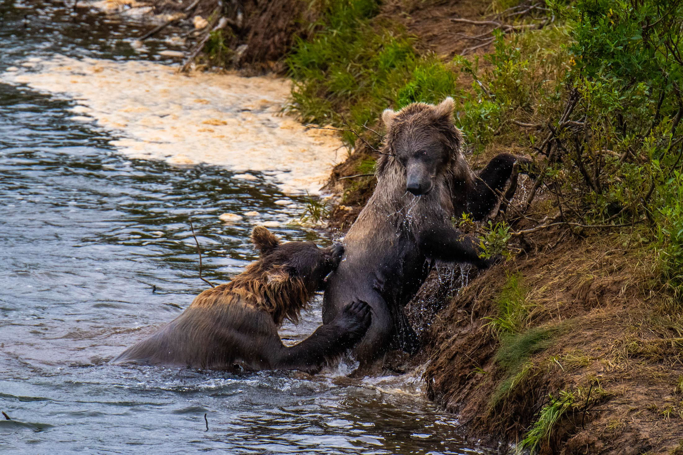 Biting Bear Butt