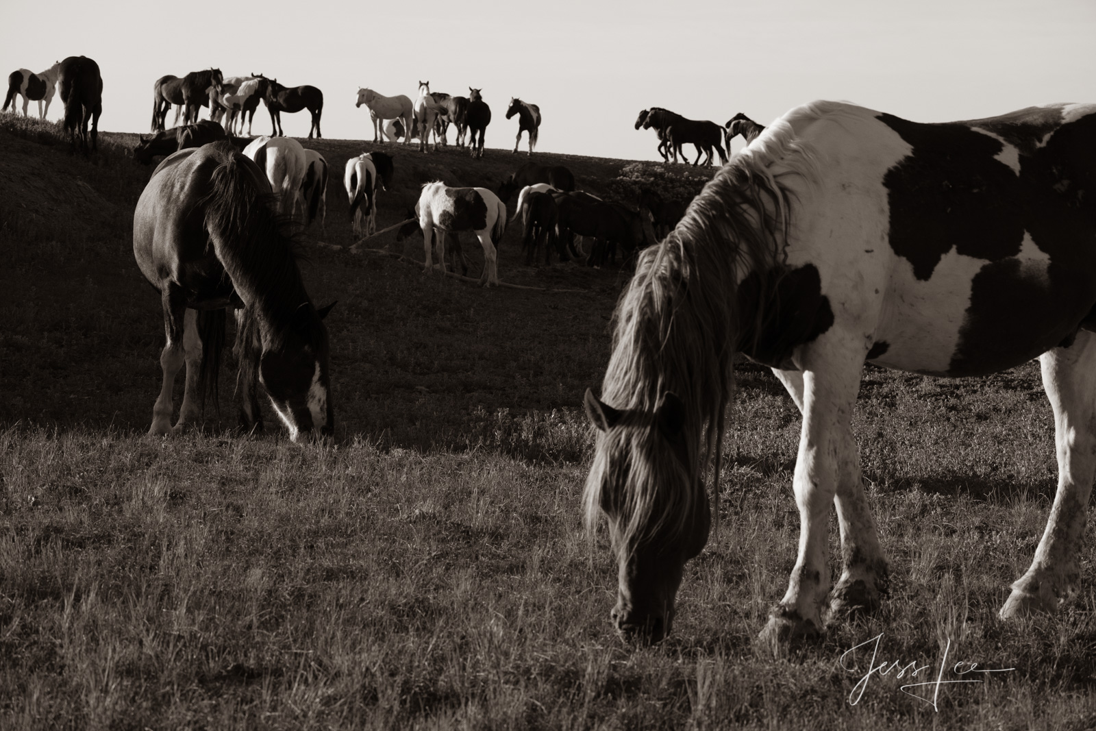 Fine Art Limited Edition Photography of Wild Herd of Mustang Horses. Wild Horses or Mustang herd grazing. This is part of the...