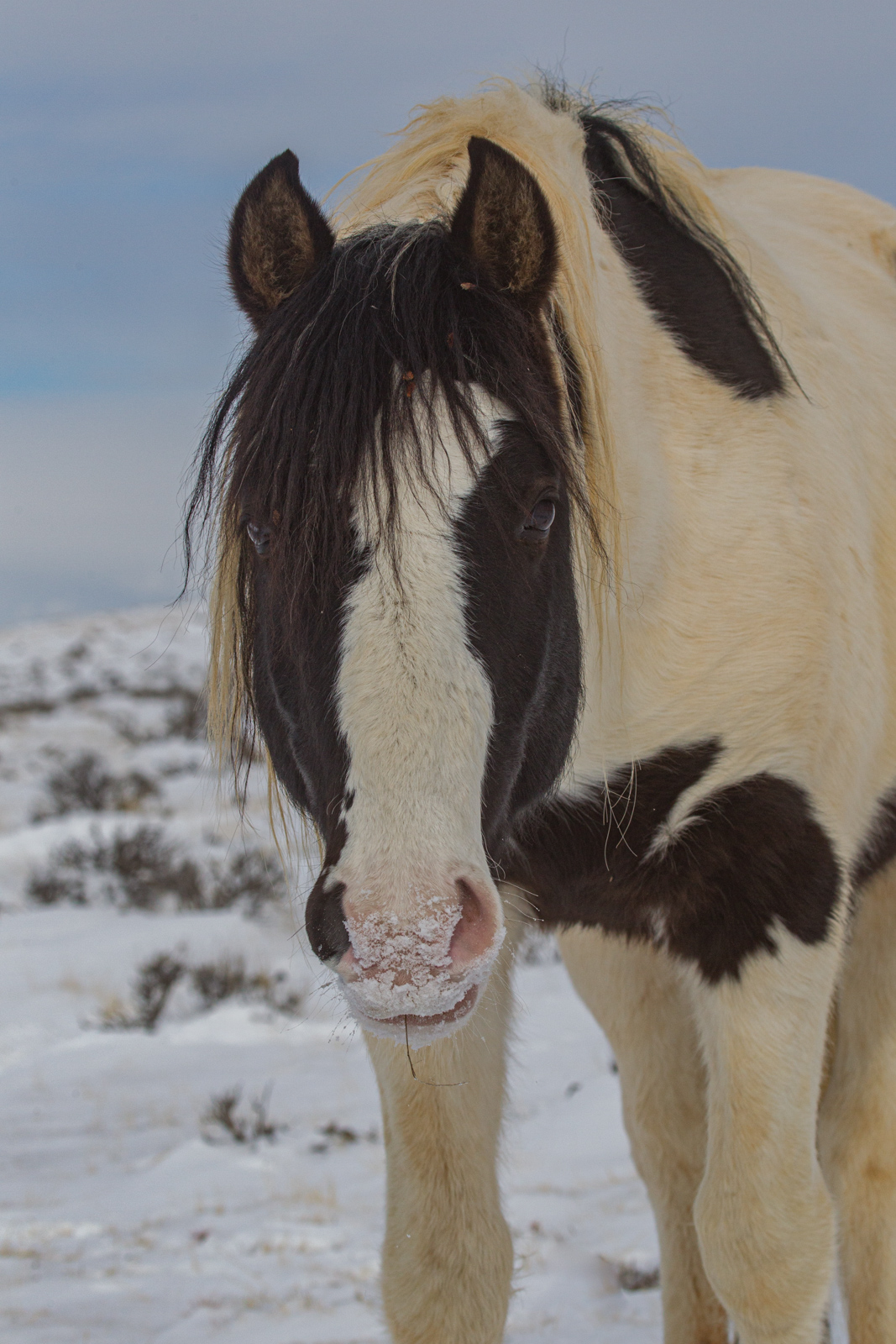 Wild Horses in Winter. Curious a Fine Art Limited Edition Prints by Jess Lee. Bring home the beauty Order yours Today.