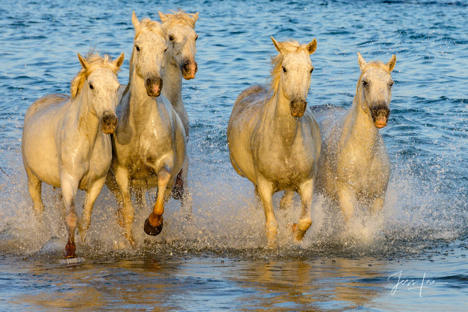 Camargue # 1 Limited Edition of 200 prints of White Horses running in Water