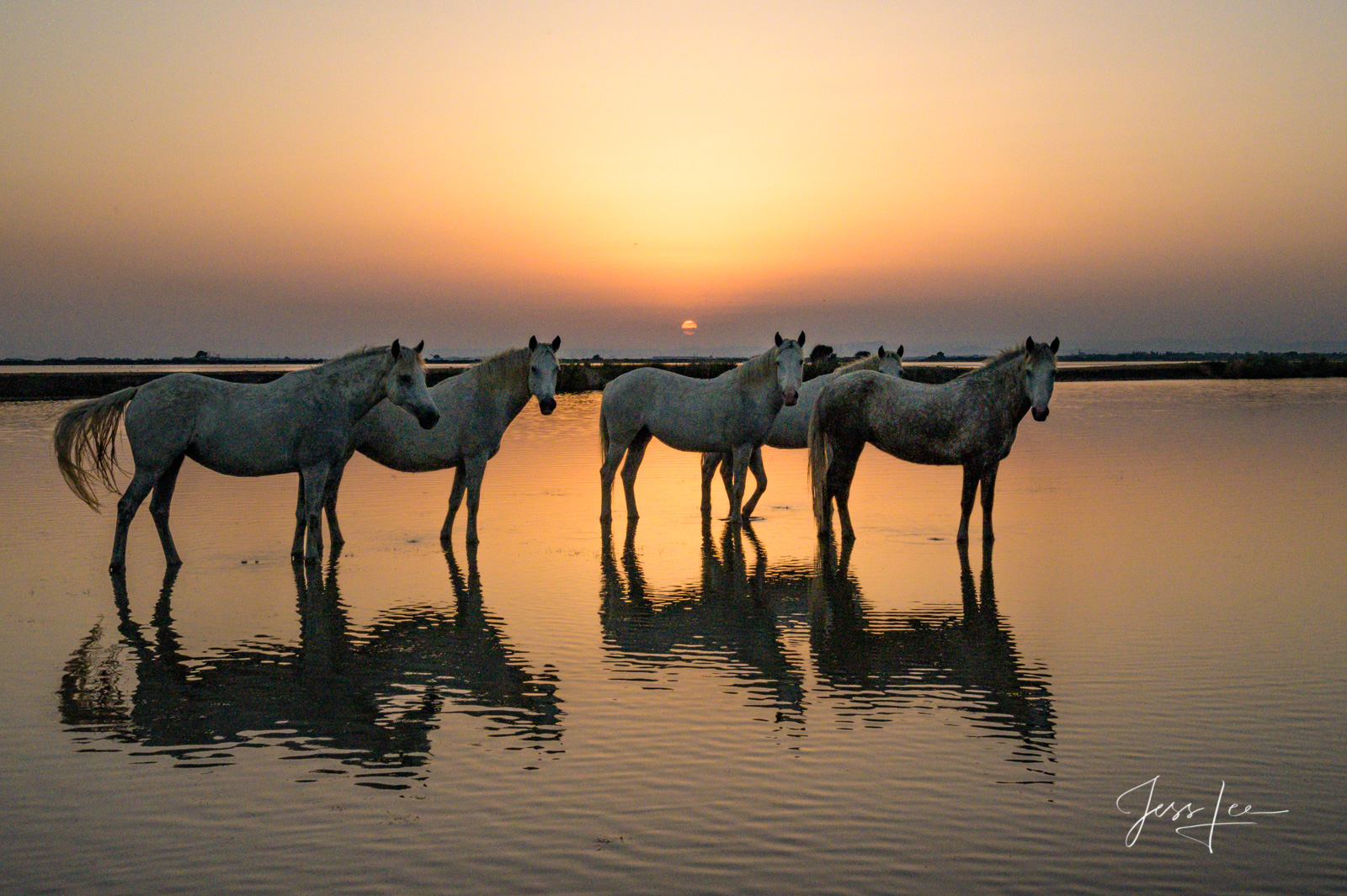 Soft Morning Light Camargue # 1-2 Fine Art, Limited Edition, Luxurious photographic prints of the horses of the Camargue and Provence region of...