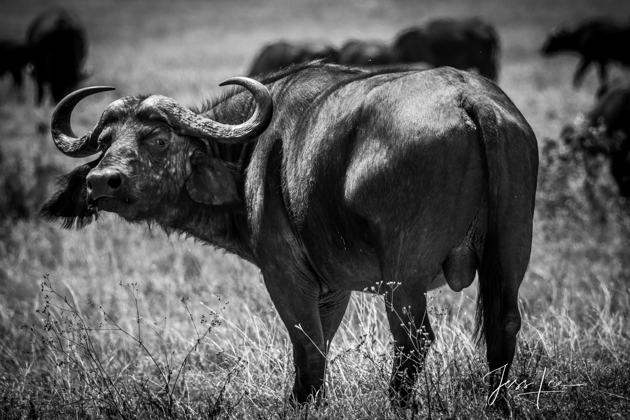 Black and White photo of African Cape Buffalo