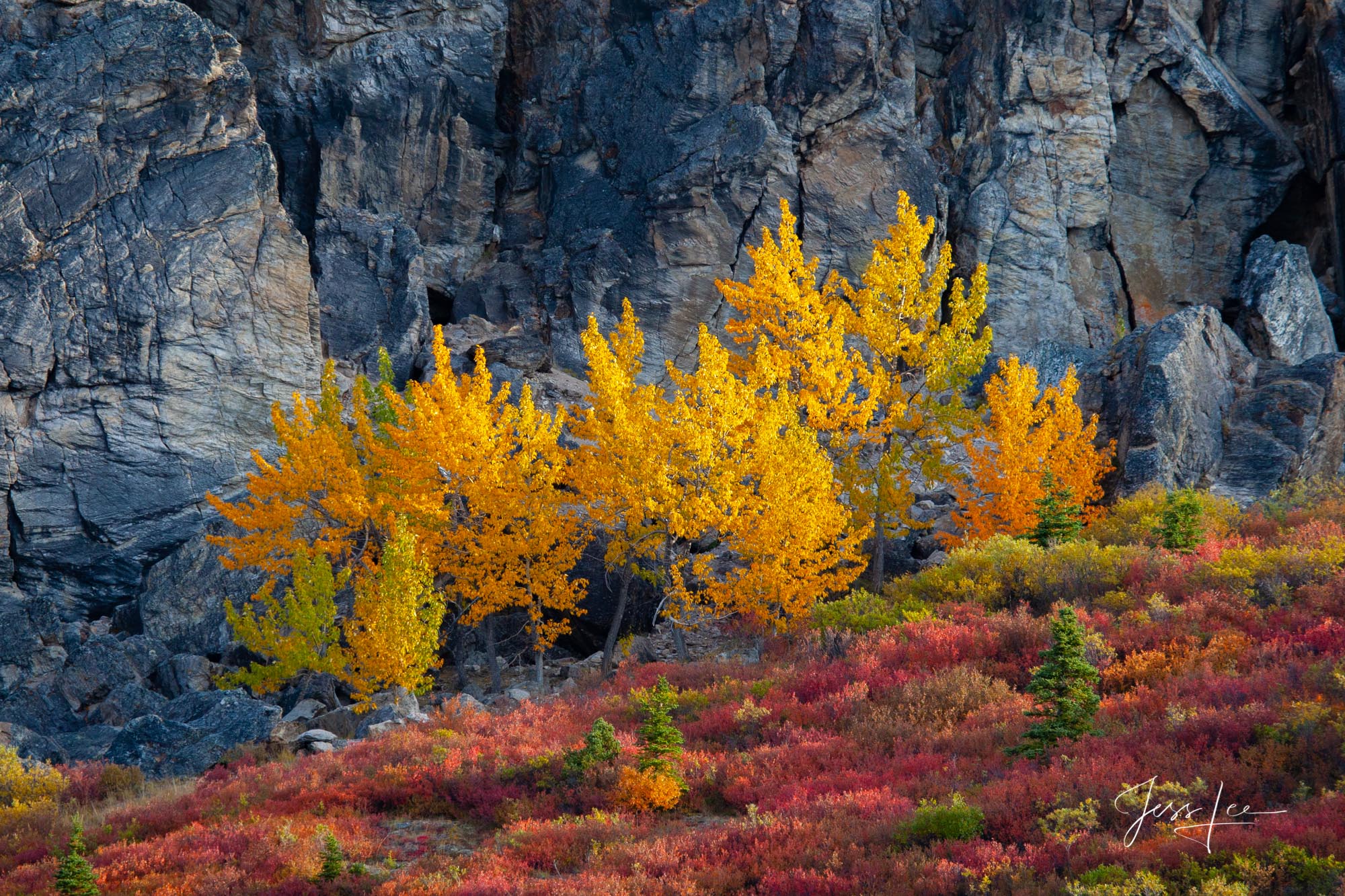 Vibrant yellow birch trees stand out against the grey mountainside.  