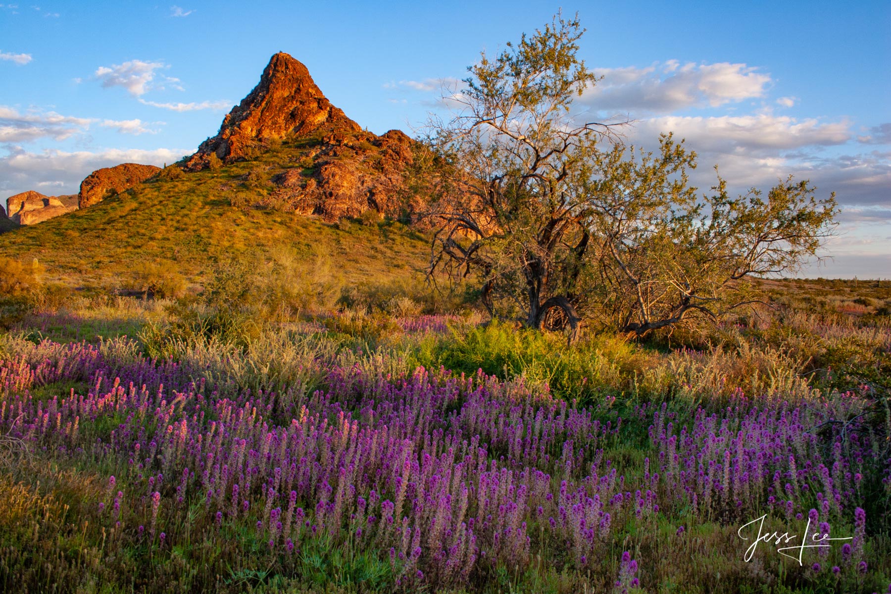 Desert Badlands