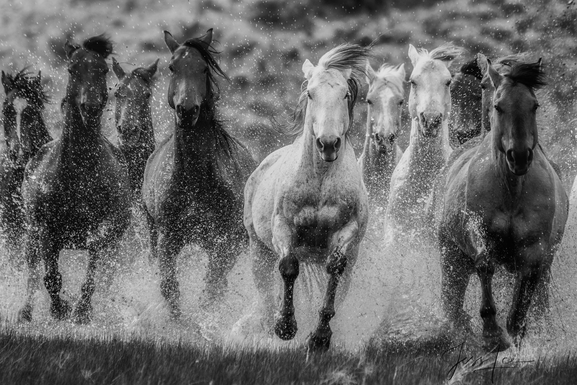 Black and white horses