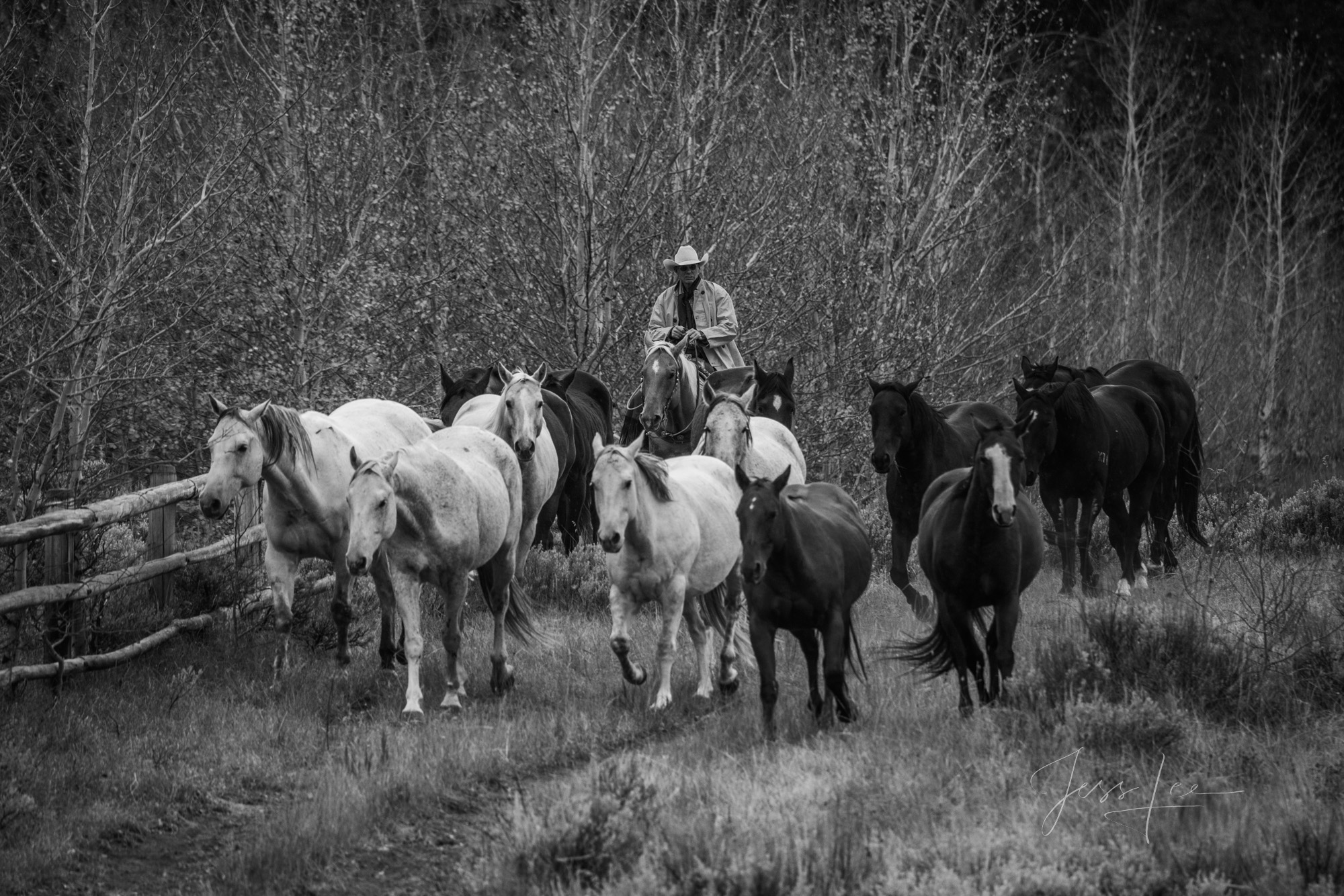 Cowboy on Horseback herding horses.