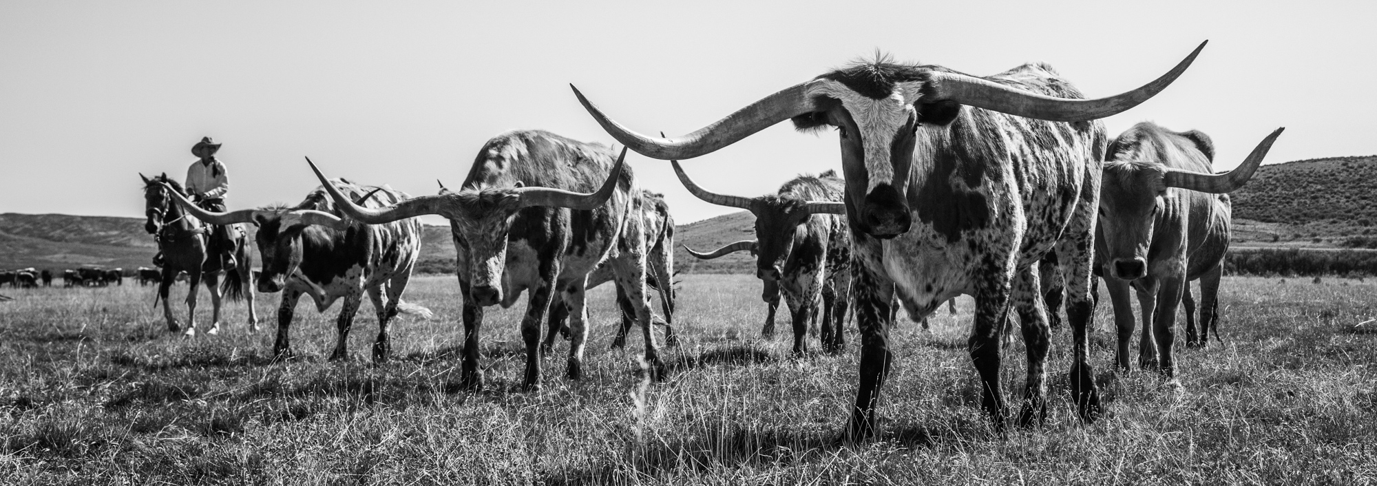 Fine Art Limited Edition Photo Prints of Cowboys, Horses, and life in the West. Cowboy pictures in black and white. This is...