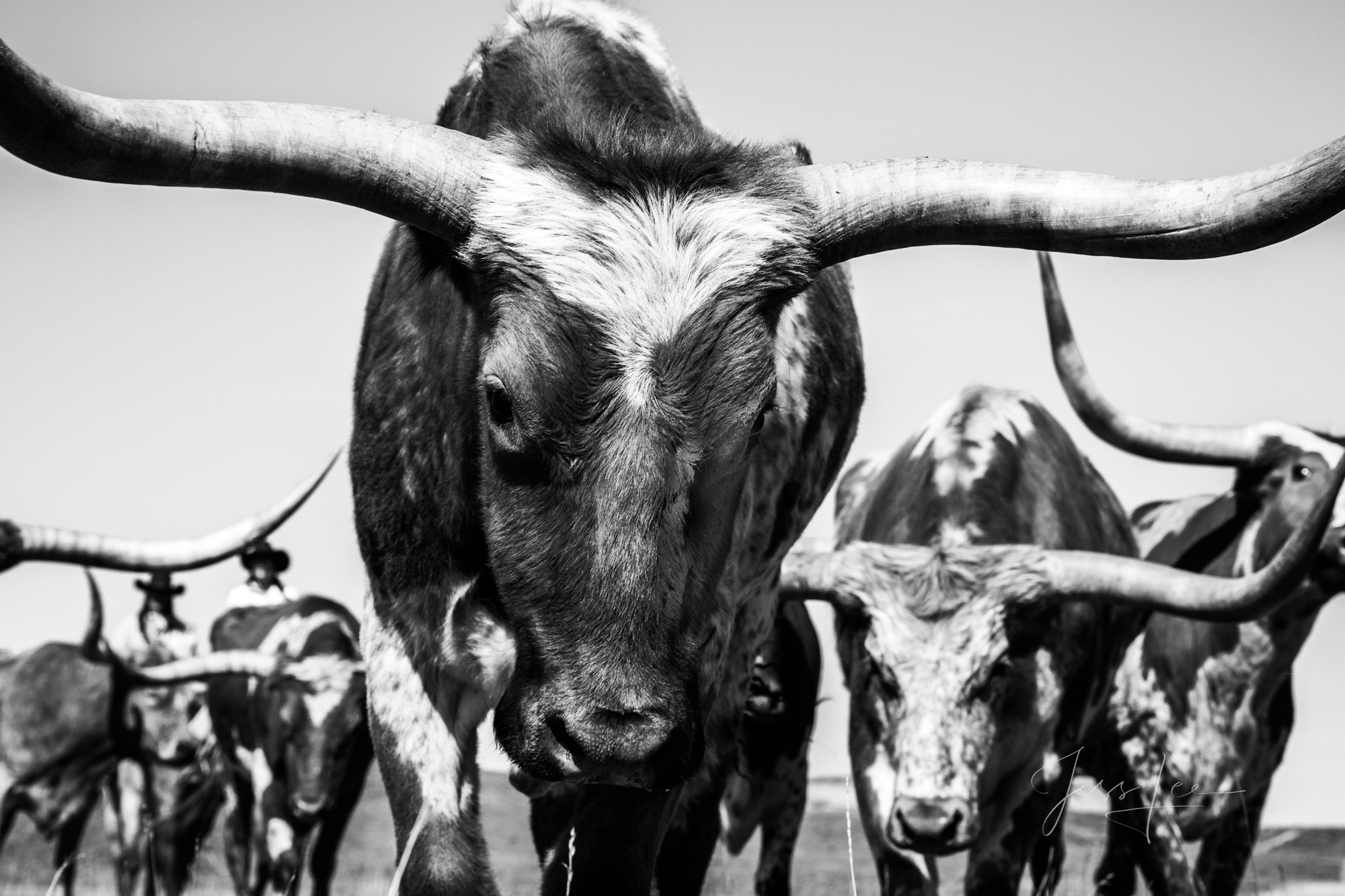 Fine Art Limited Edition Photo Prints of Cowboys, Horses, and life in the West. Cowboy pictures in black and white. This is...