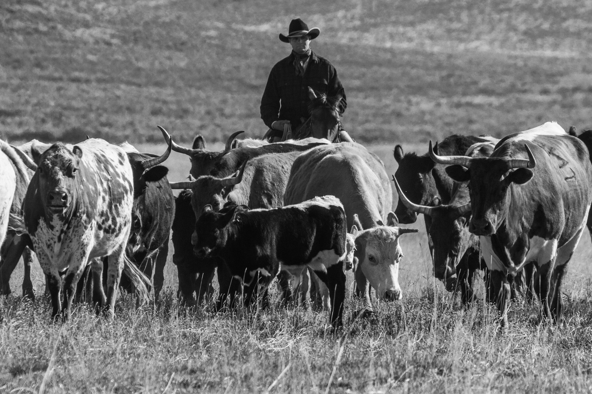 Cowboy Black and White Photo Print