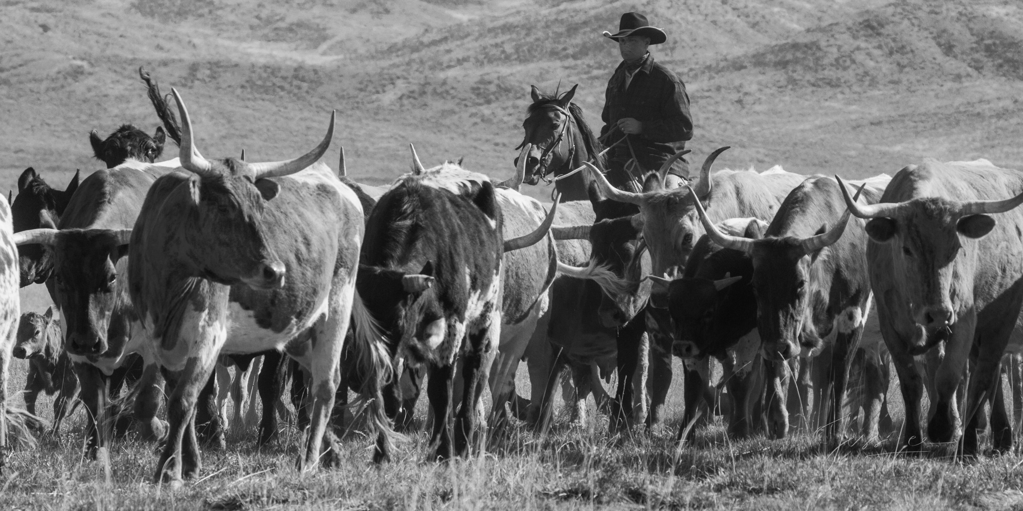 Cowboy Black and White Photo Print