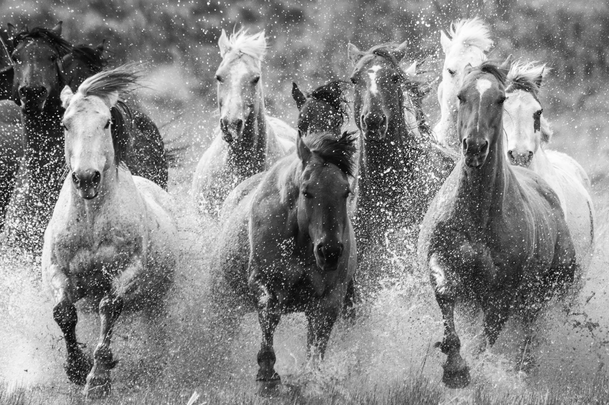 Fine Art Limited Edition Photo Prints of Cowboys, Horses, and life in the West.  Cowboy pictures in black and white. This is...