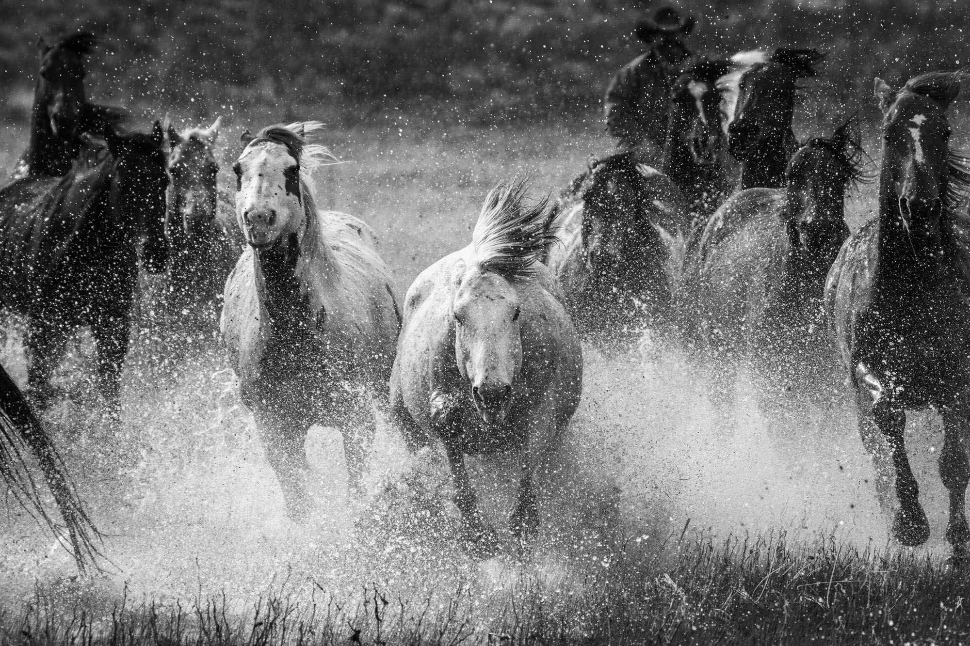 Head on! Cowboy Black and White Photo Print