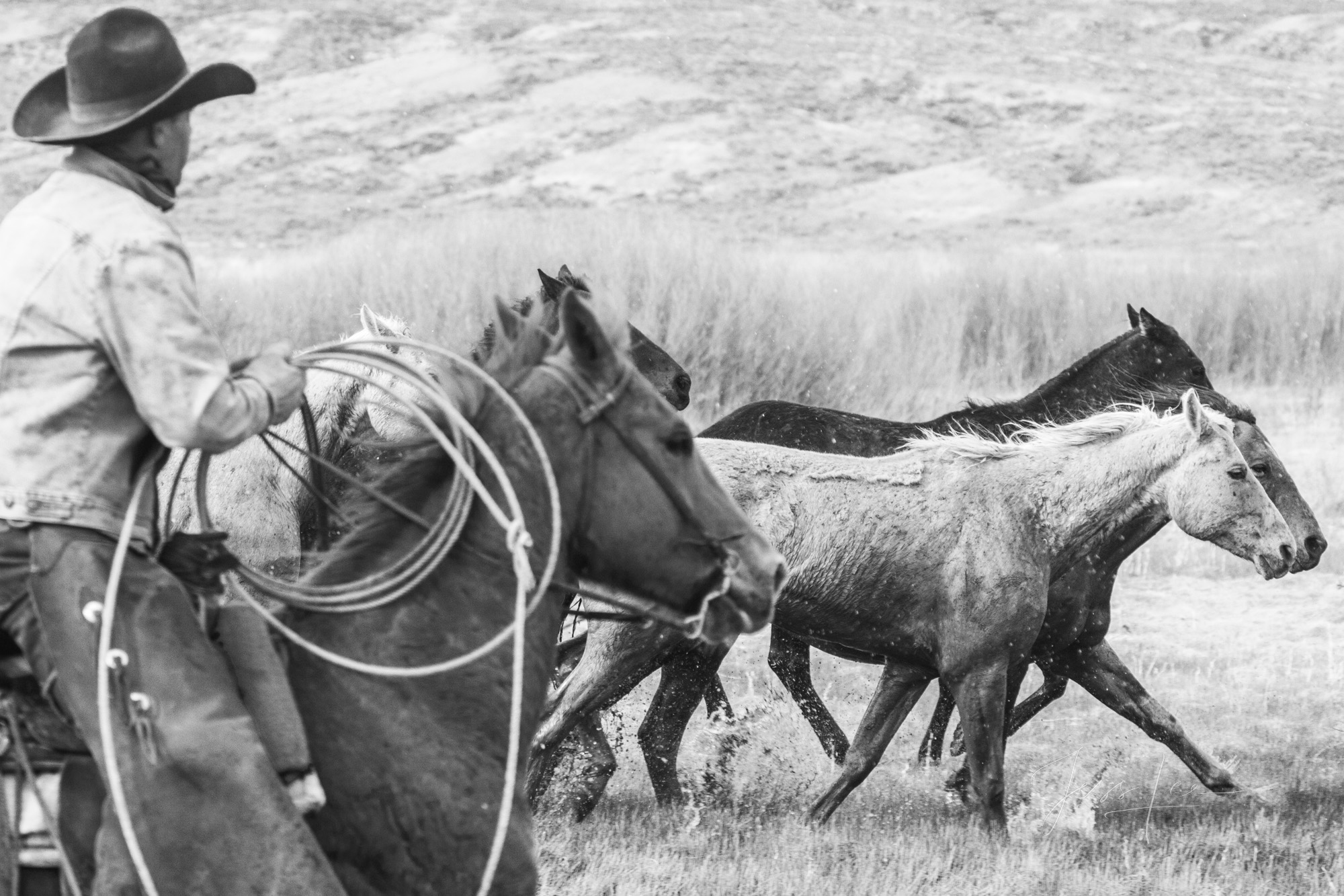 Cutting one out Fine Art Limited Edition Photo Prints of Cowboys, Horses, and life in the West. Cowboy pictures in black and white. Cutting...