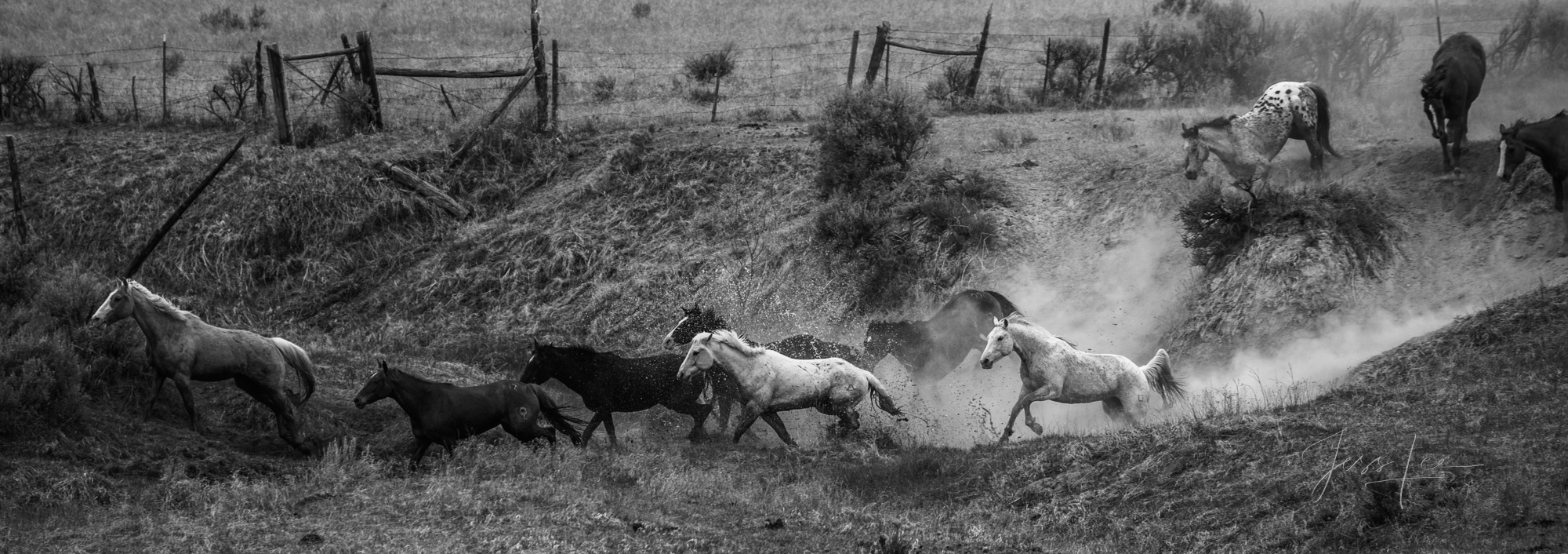 Fine Art Limited Edition Photo Prints of Cowboys, Horses, and life in the West. Over Hill, Over Dale. A Cowboy picture in black...