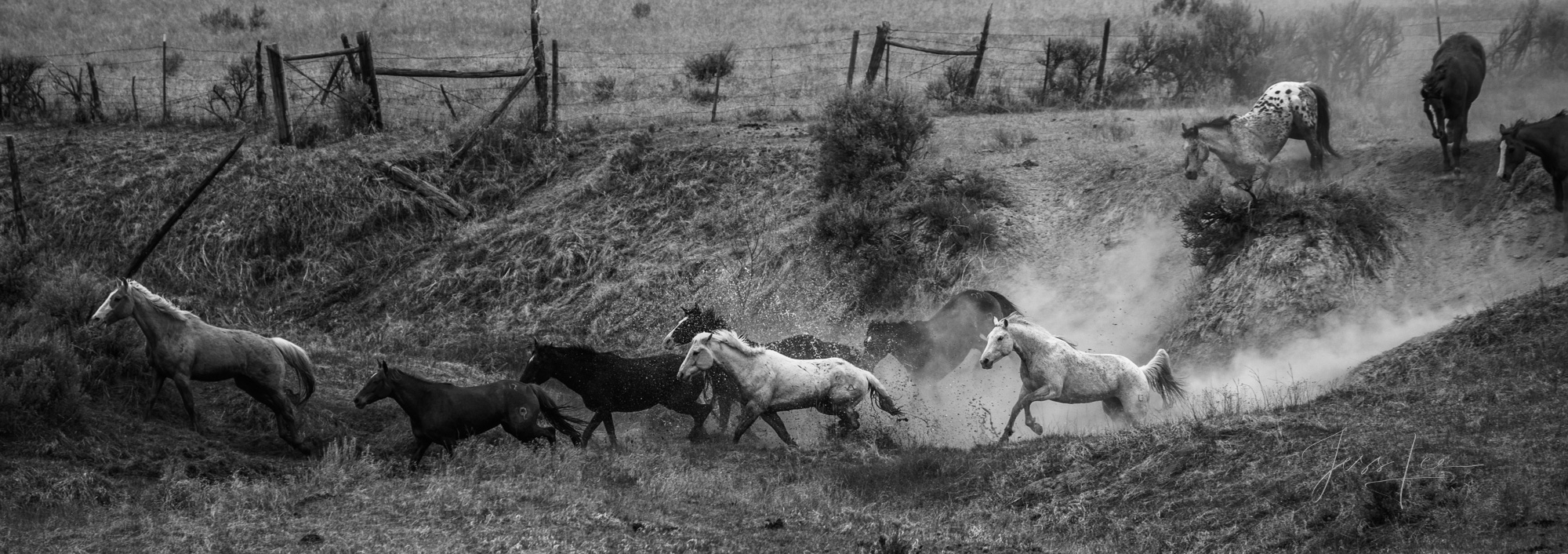 Over Hill, Over Dale, Fine Art Limited Edition Photo Prints of Cowboys, Horses, and life in the West. Over Hill, Over Dale. A Cowboy picture in black...