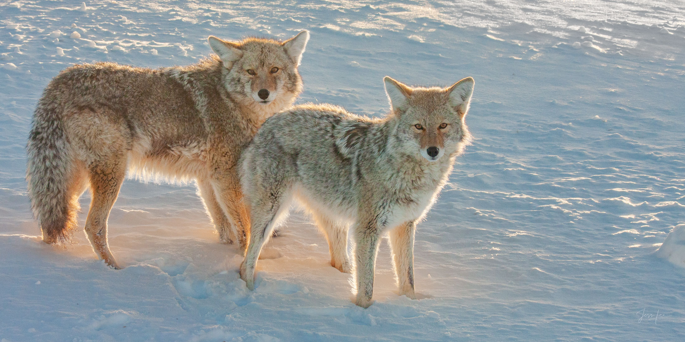 Coyote Picture 