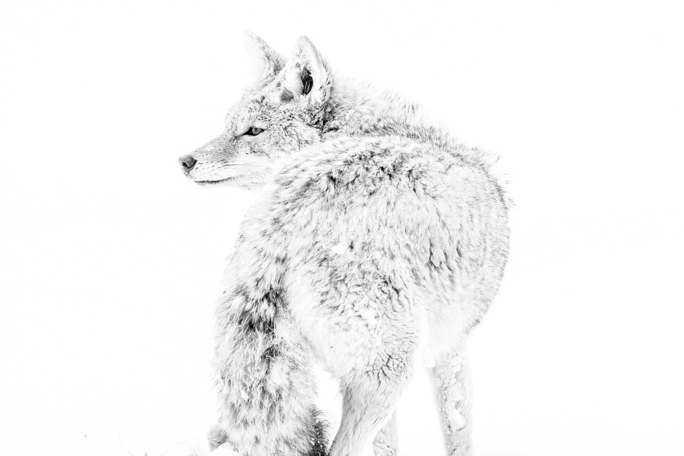 Coyote Photograph 
