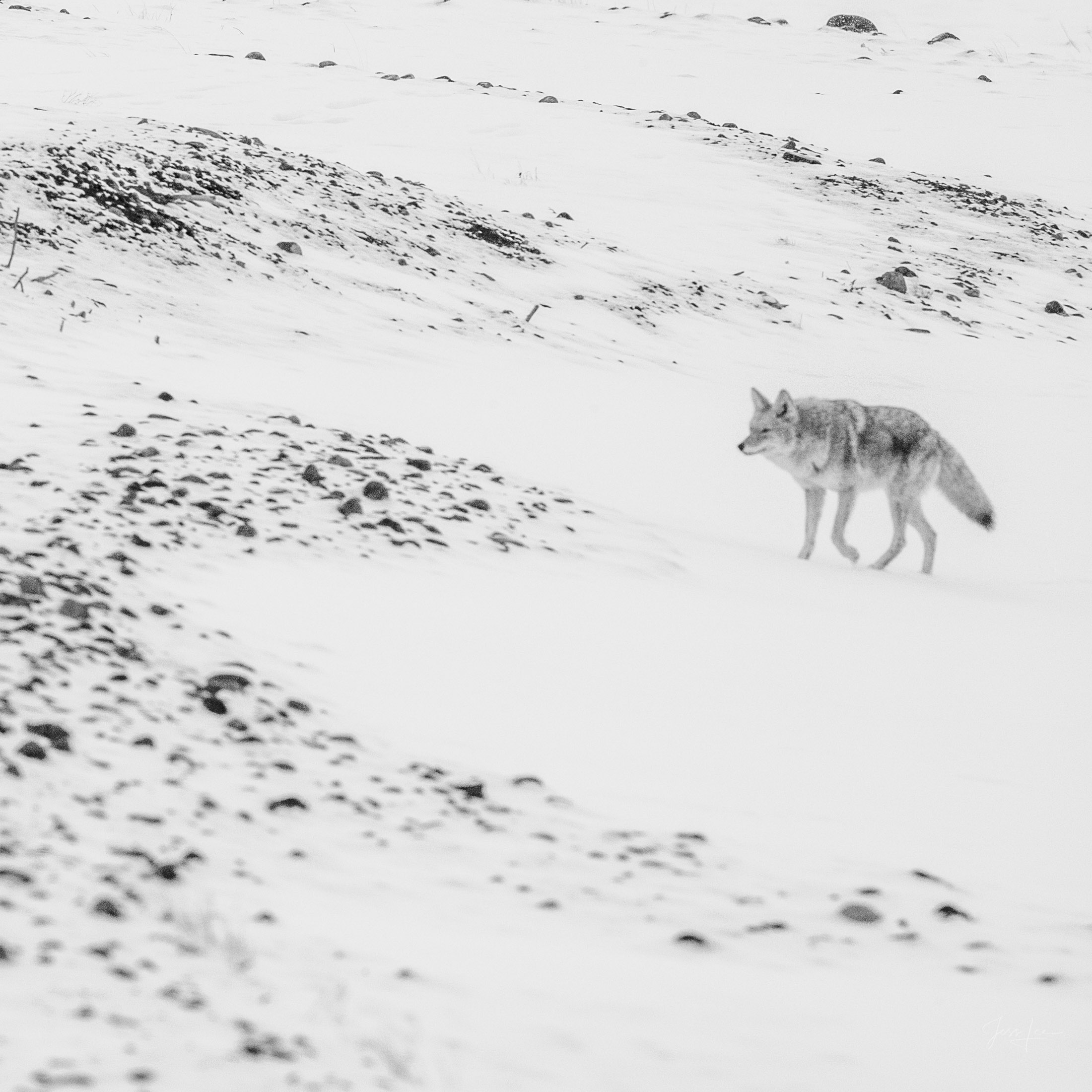 Coyote Photo 