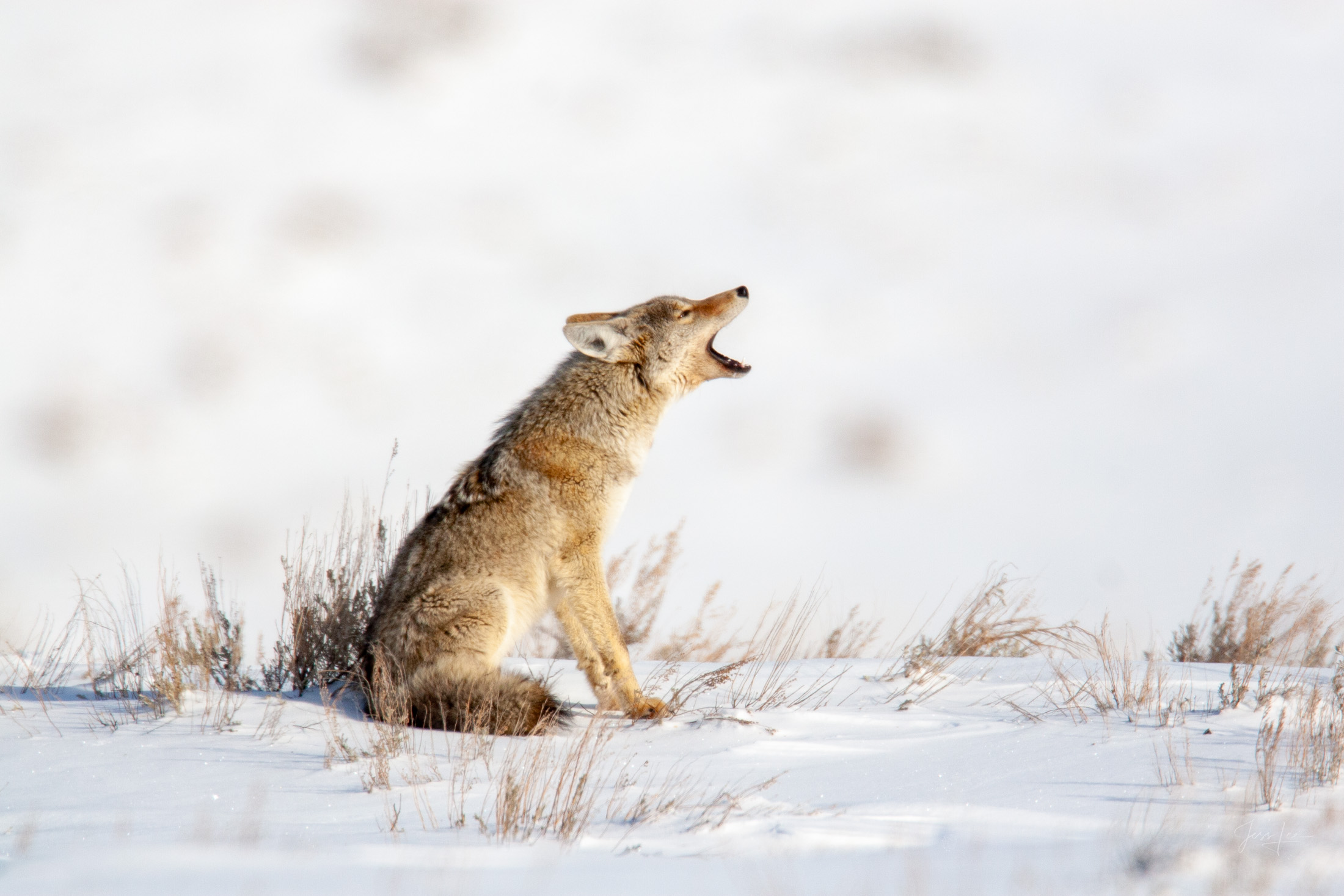 Coyote Photograph 